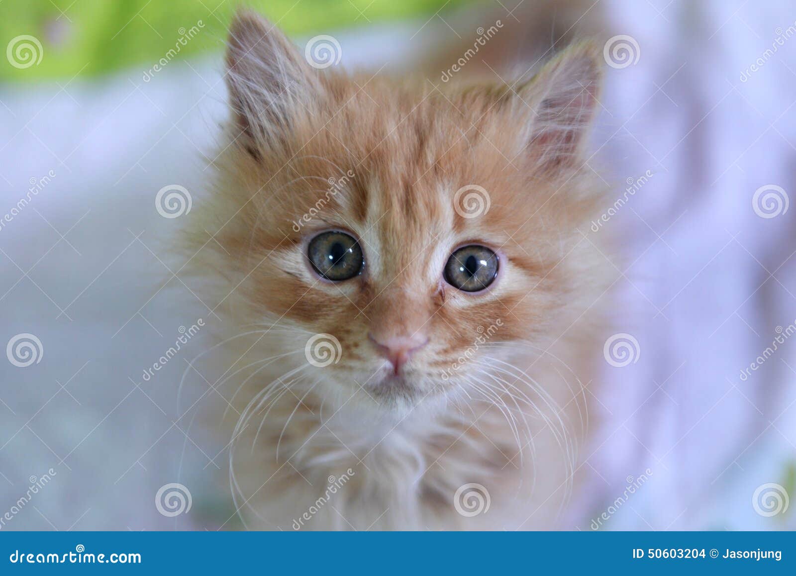 Bebe Mignon De Chat Photo Stock Image Du Decoration