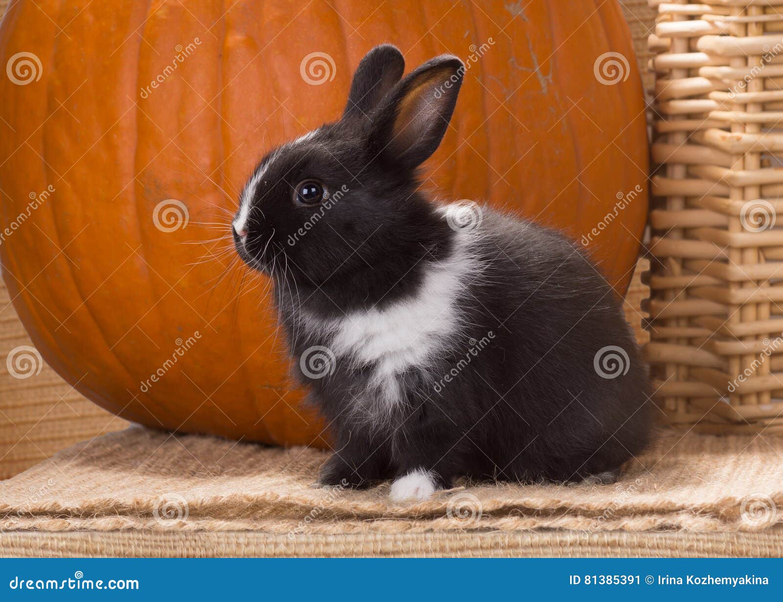 Bebe Neerlandais Nain Noir Et Blanc De Mois De Lapin A Cote D Un Grand O Image Stock Image Du Amour Adorable