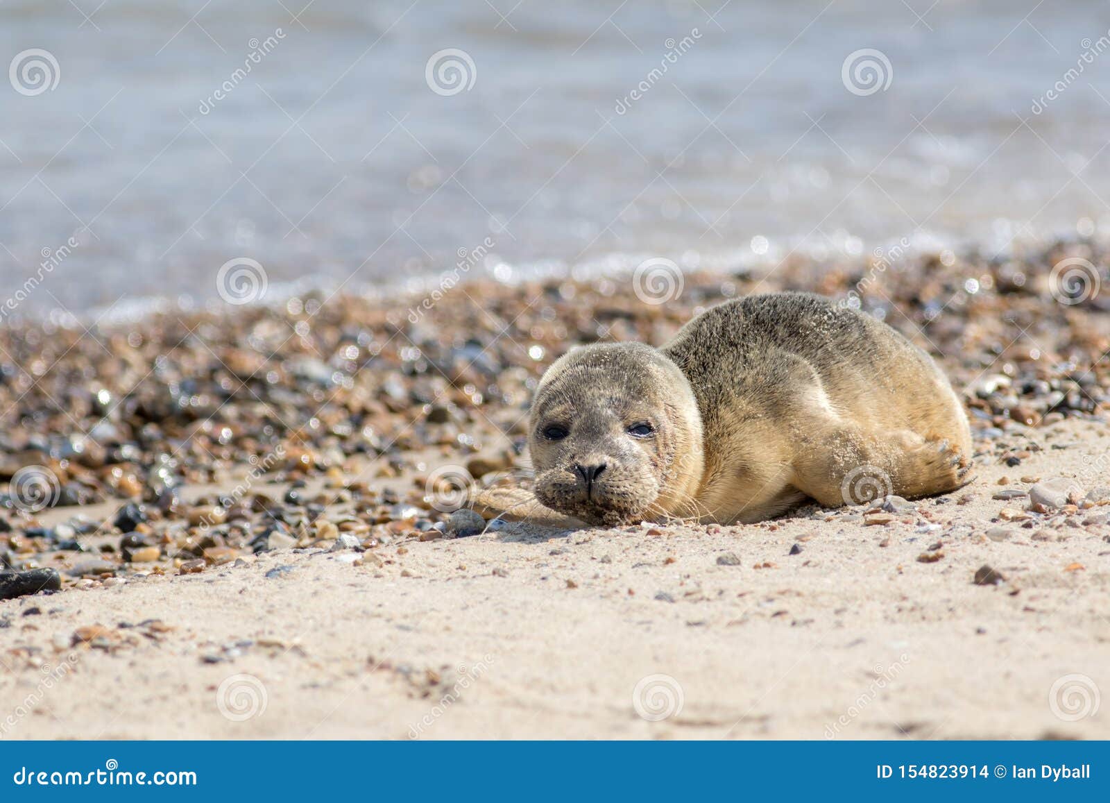 Bebe Phoque Abandonne Seul Animal Triste De Bebe Sur La Plage Photo Stock Image Du Colonie Regarder Bebe Phoque Abandonne Seul Animal Triste De Bebe Sur La Plage Photo Stock Image Du Colonie Regarder