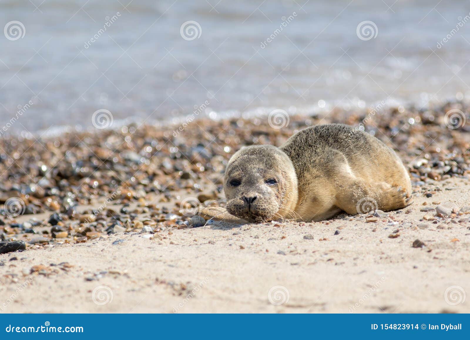 Bebe Phoque Abandonne Seul Animal Triste De Bebe Sur La Plage Photo Stock Image Du Colonie Regarder