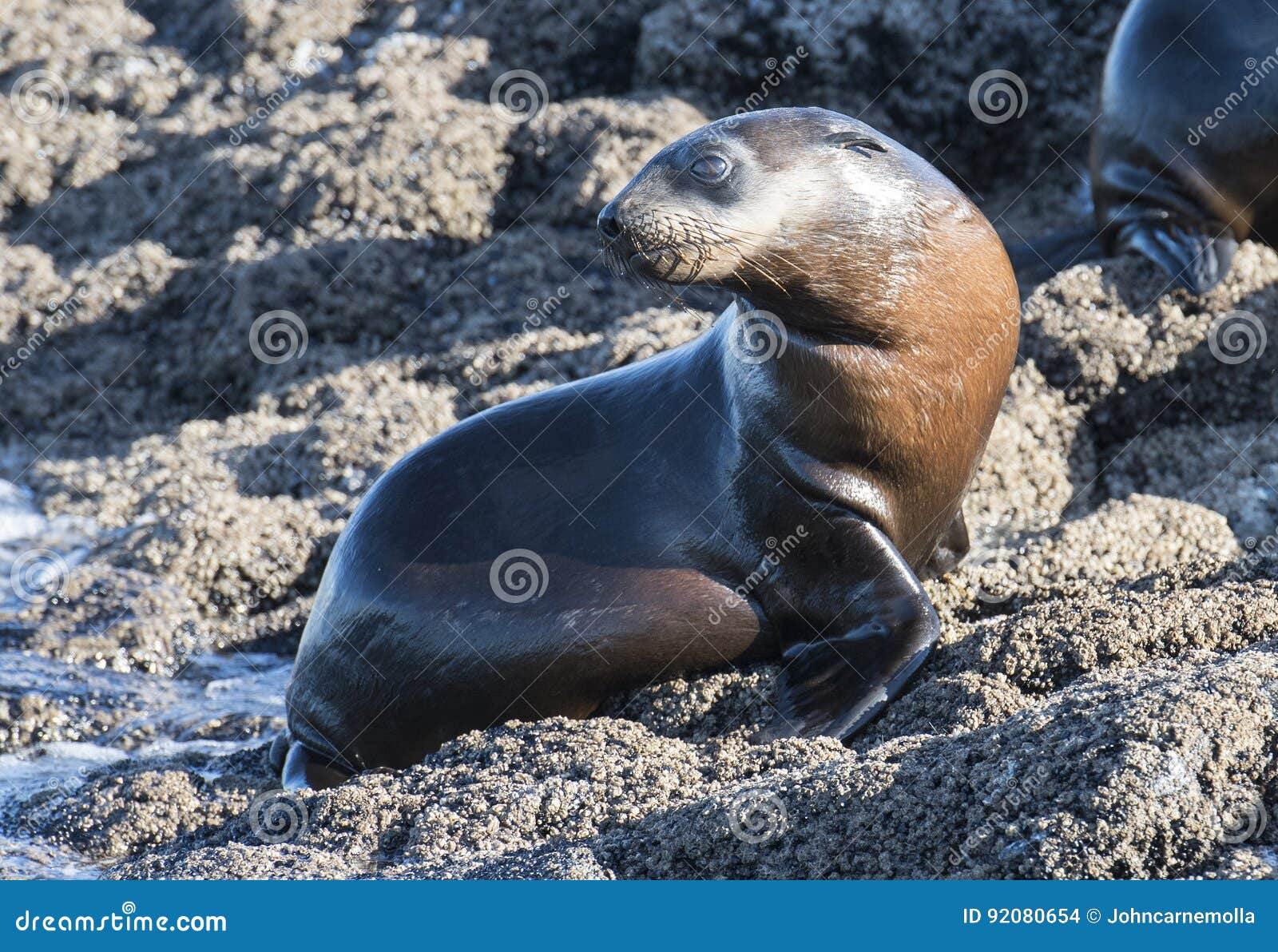 Bebe Phoque Australien De Fourrure Photo Stock Image Du Chiot Cote