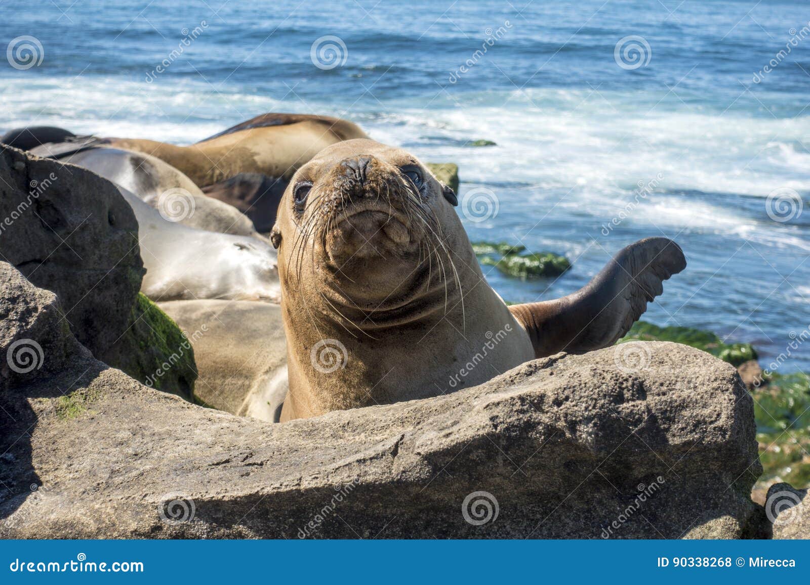 Bebe Phoque D Otarie Chiot Sur La Plage La Jolla La Californie Photo Stock Image Du Pacifique Beau Bebe Phoque D Otarie Chiot Sur La Plage La Jolla La Californie Photo Stock Image Du Pacifique Beau