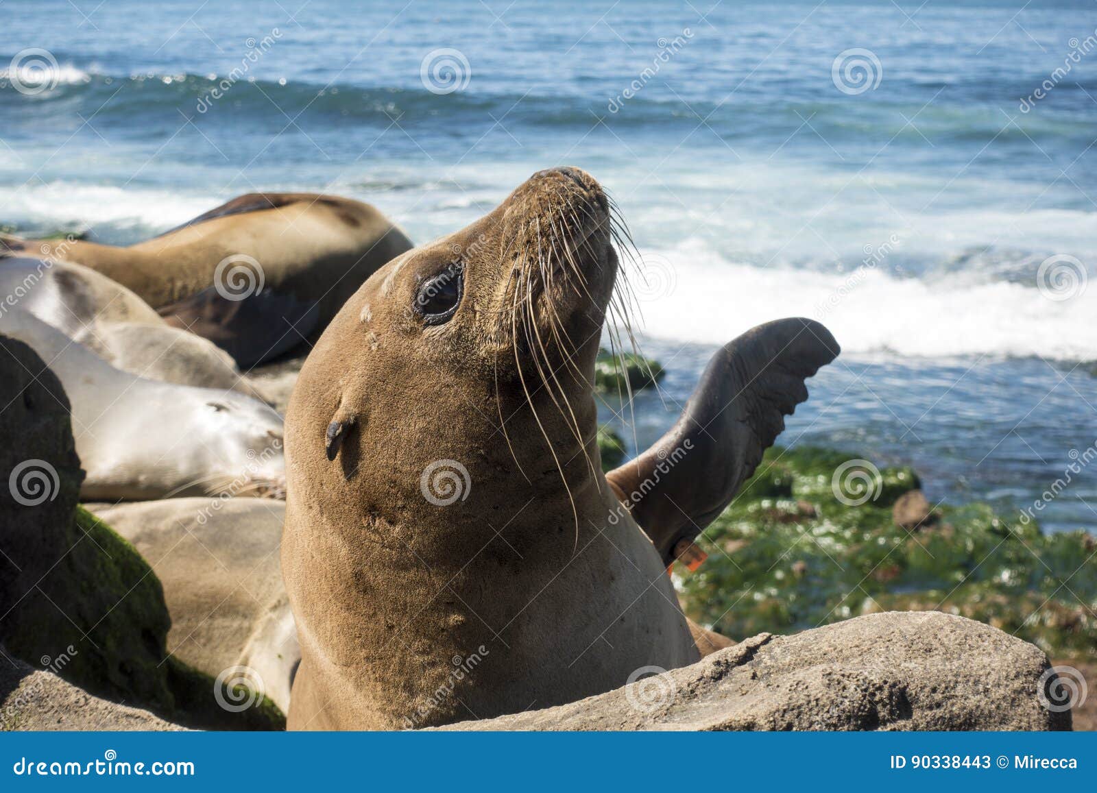 Bebe Phoque D Otarie Chiot Sur La Plage La Jolla La Californie Image Stock Image Du Nageoire Ocean