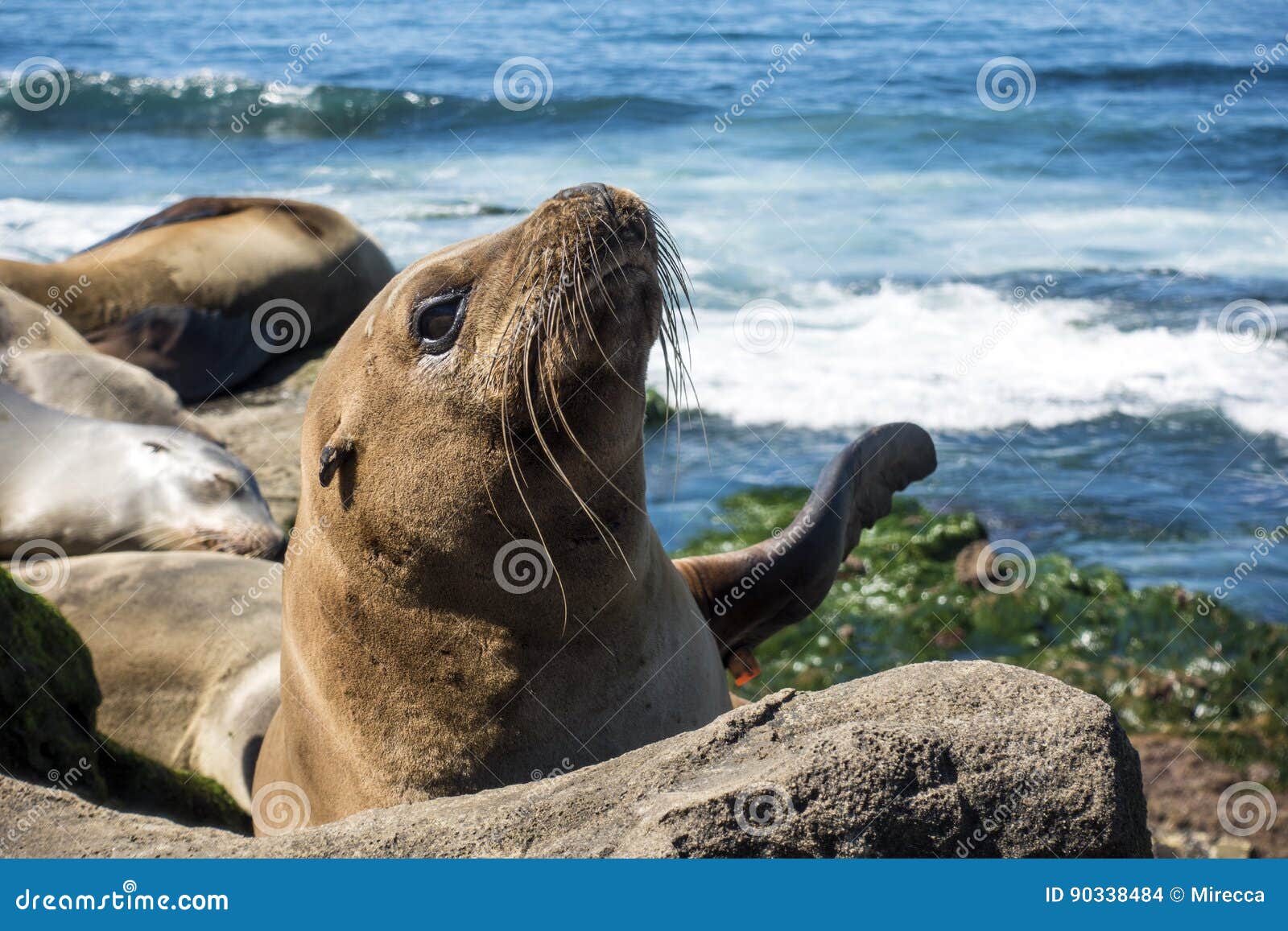 Bebe Phoque D Otarie Chiot Sur La Plage La Jolla La Californie Photo Stock Image Du Carnassier Reste Bebe Phoque D Otarie Chiot Sur La Plage La Jolla La Californie Photo Stock Image Du Carnassier Reste