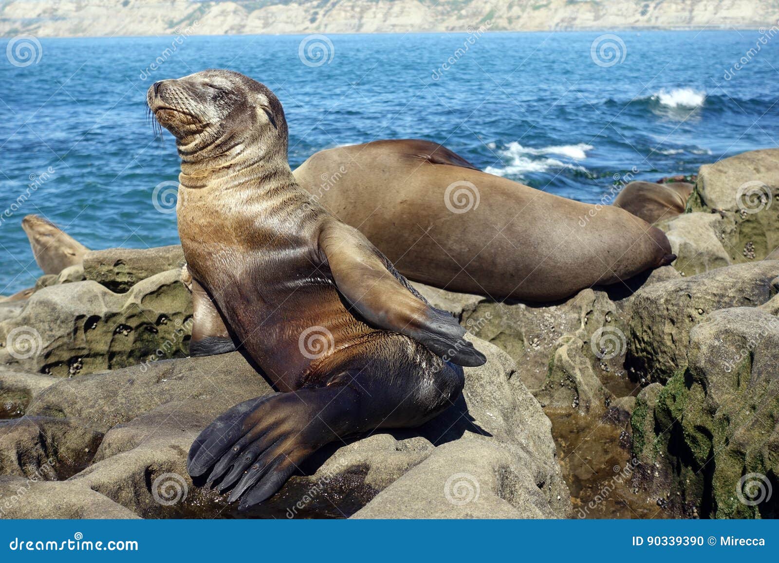 Bebe Phoque D Otarie Chiot Sur La Plage La Jolla La Californie Photo Stock Image Du Chiot Sommeil