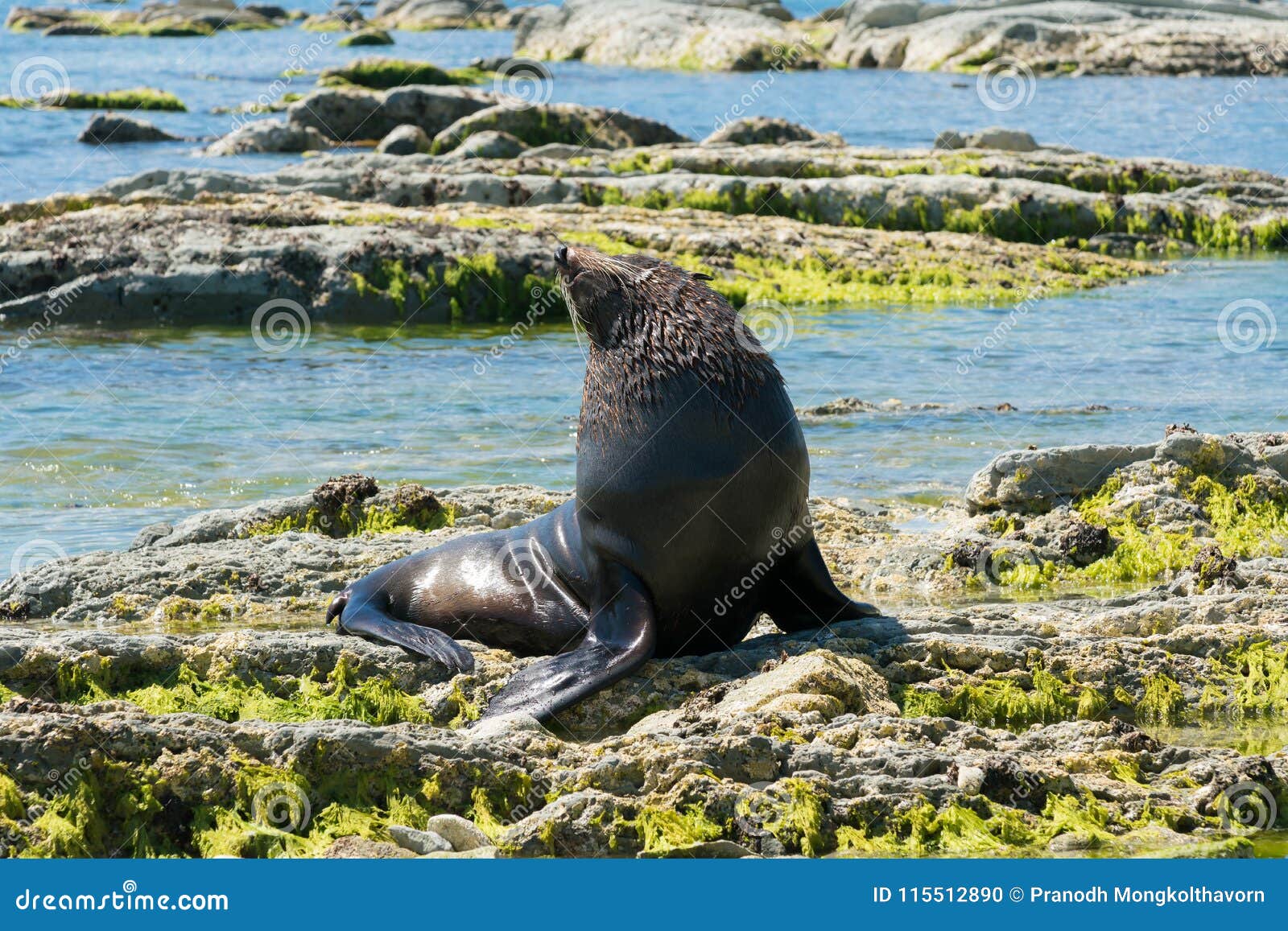 Bebe Phoque Mignon Sur La Plage De Roche Photo Stock Image Du Commun Port Bebe Phoque Mignon Sur La Plage De Roche Photo Stock Image Du Commun Port
