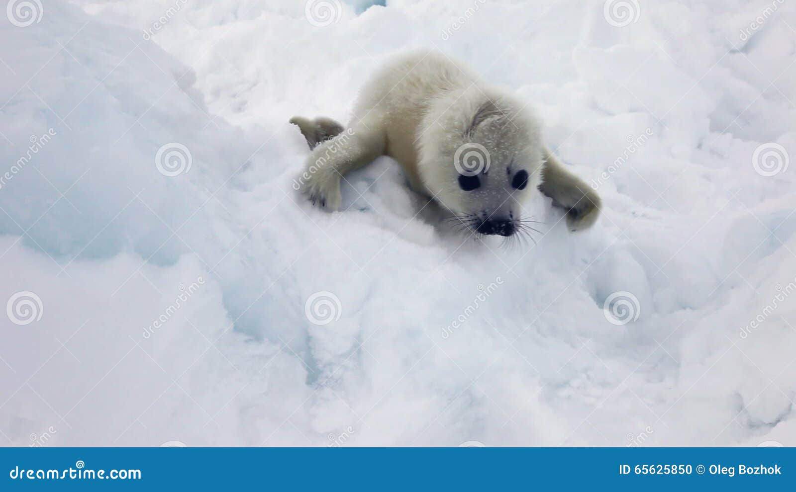 Bebe Phoque Nouveau Ne Mignon Sur La Glace Regardant L Appareil Photo Banque De Videos Video Du Plage Fourrure Bebe Phoque Nouveau Ne Mignon Sur La Glace Regardant L Appareil Photo Banque De Videos Video Du Plage Fourrure
