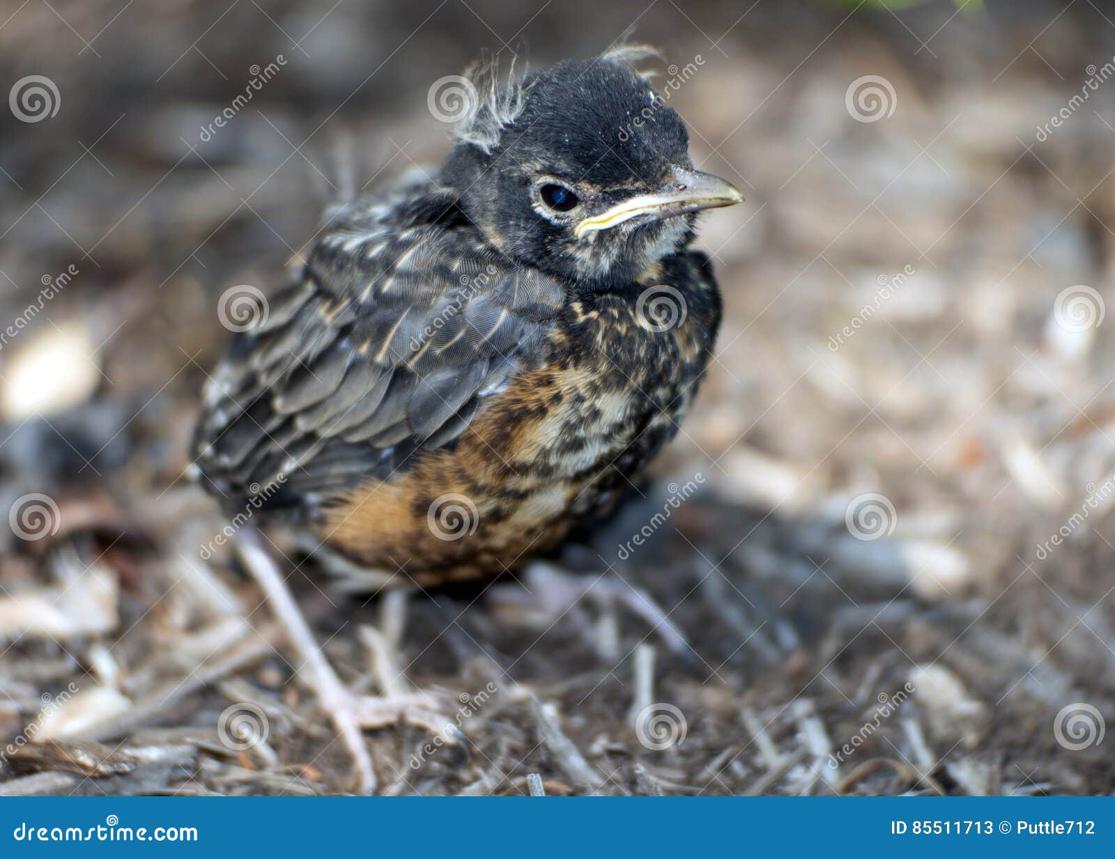 Bebe Robin 3 Image Stock Image Du Brun Cheri Oiseau Bebe Robin 3 Image Stock Image Du Brun Cheri Oiseau