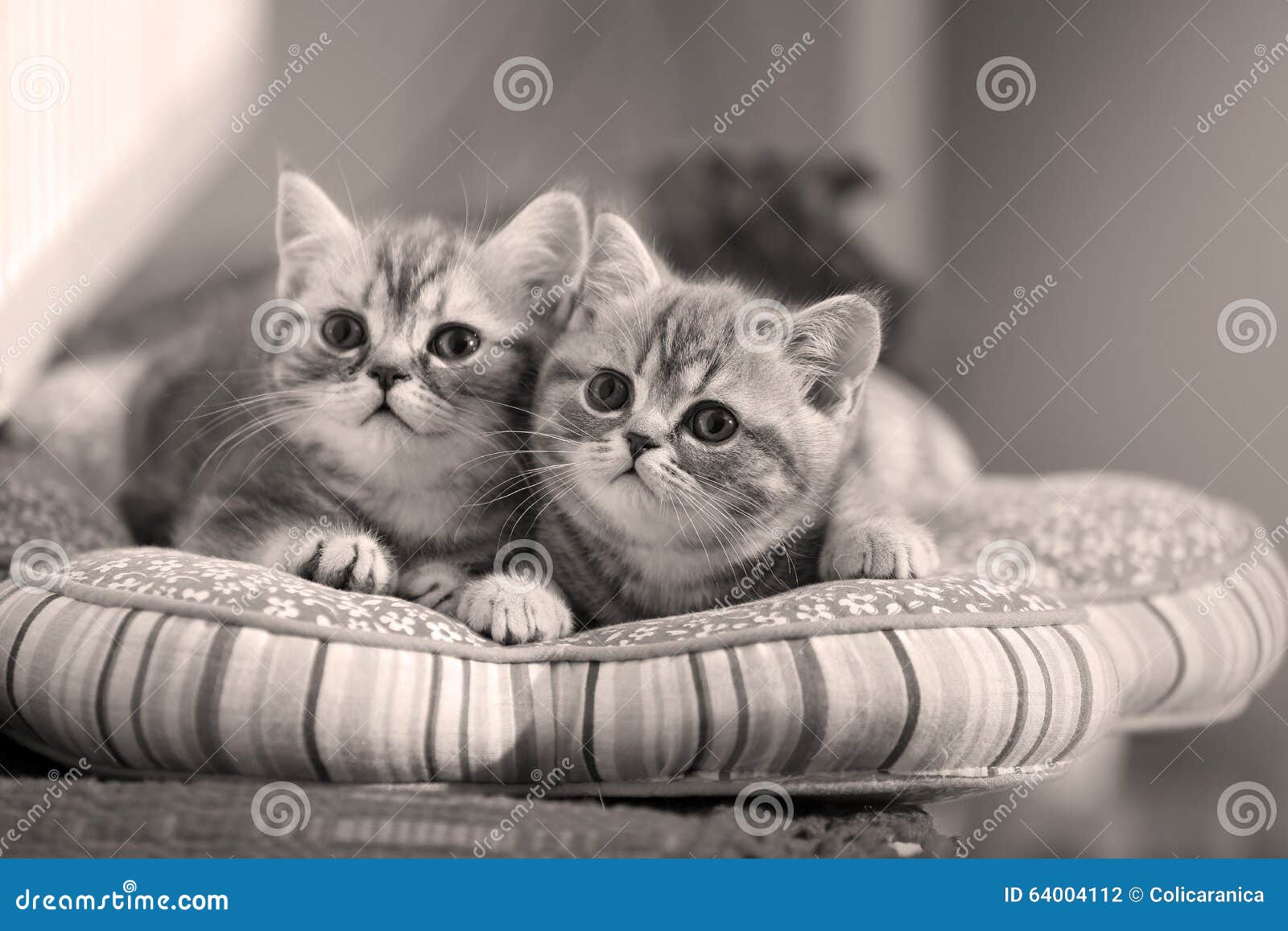 Bebes Jumeaux De Chatons Photo Stock Image Du Pedigreed