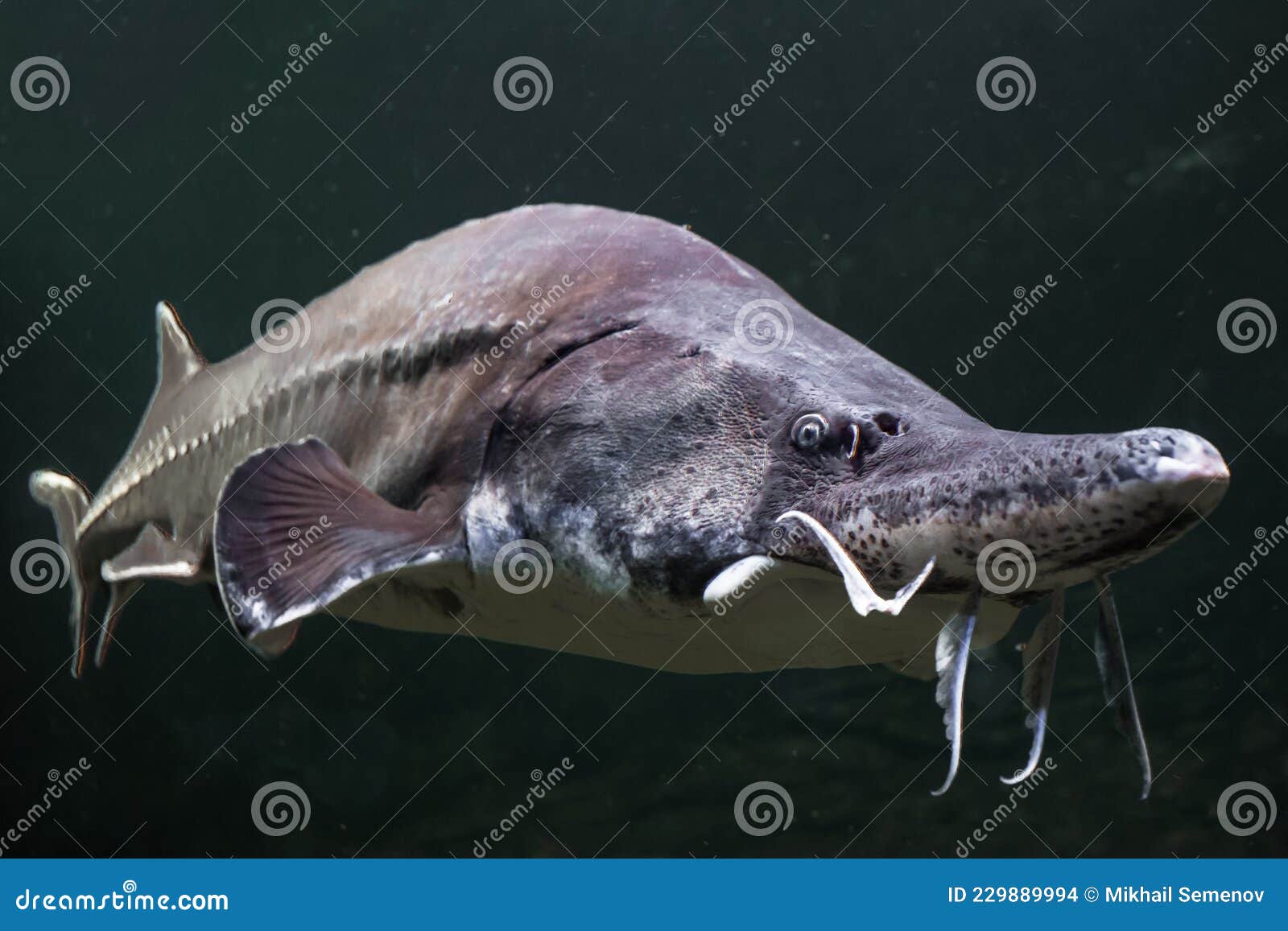 Beluga Poisson Esturgeon Poisson Closeup Muzzle Avec Une Moustache Emerge De L Eau Sombre Photo Stock Image Du Duree Animal