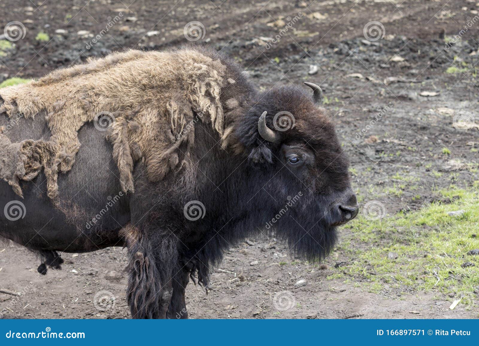 Bufalo De Bison En El Zoologico Imagen De Archivo Imagen De Muda Hierba Bufalo De Bison En El Zoologico Imagen De Archivo Imagen De Muda Hierba