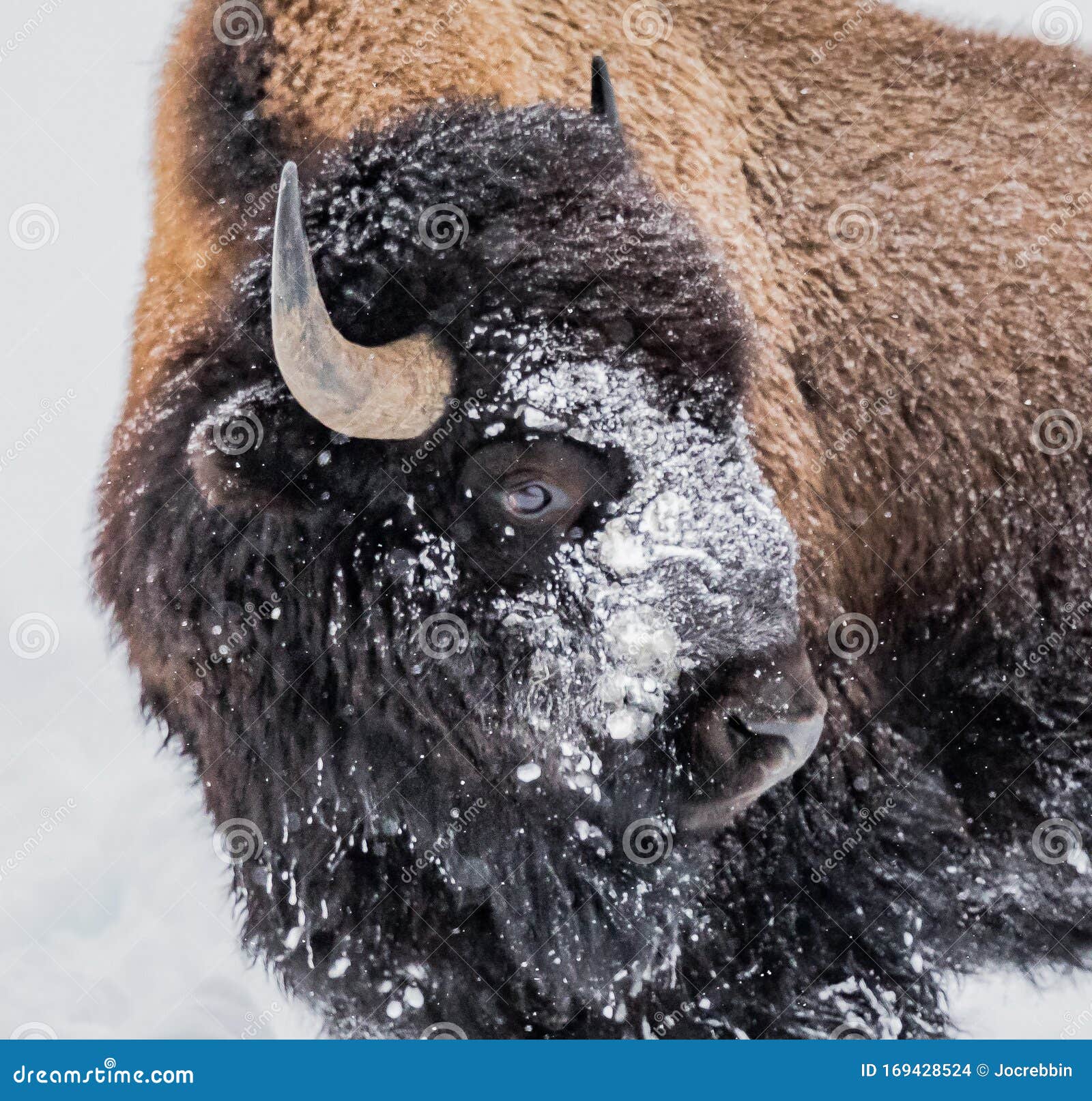 importante idea Apéndice Búfalo Grande O Bisonte Cubierto De Nieve Y Un Pelaje Pesado En Invierno En  Yellowstone Foto de archivo - Imagen de enorme, toro: 169428524