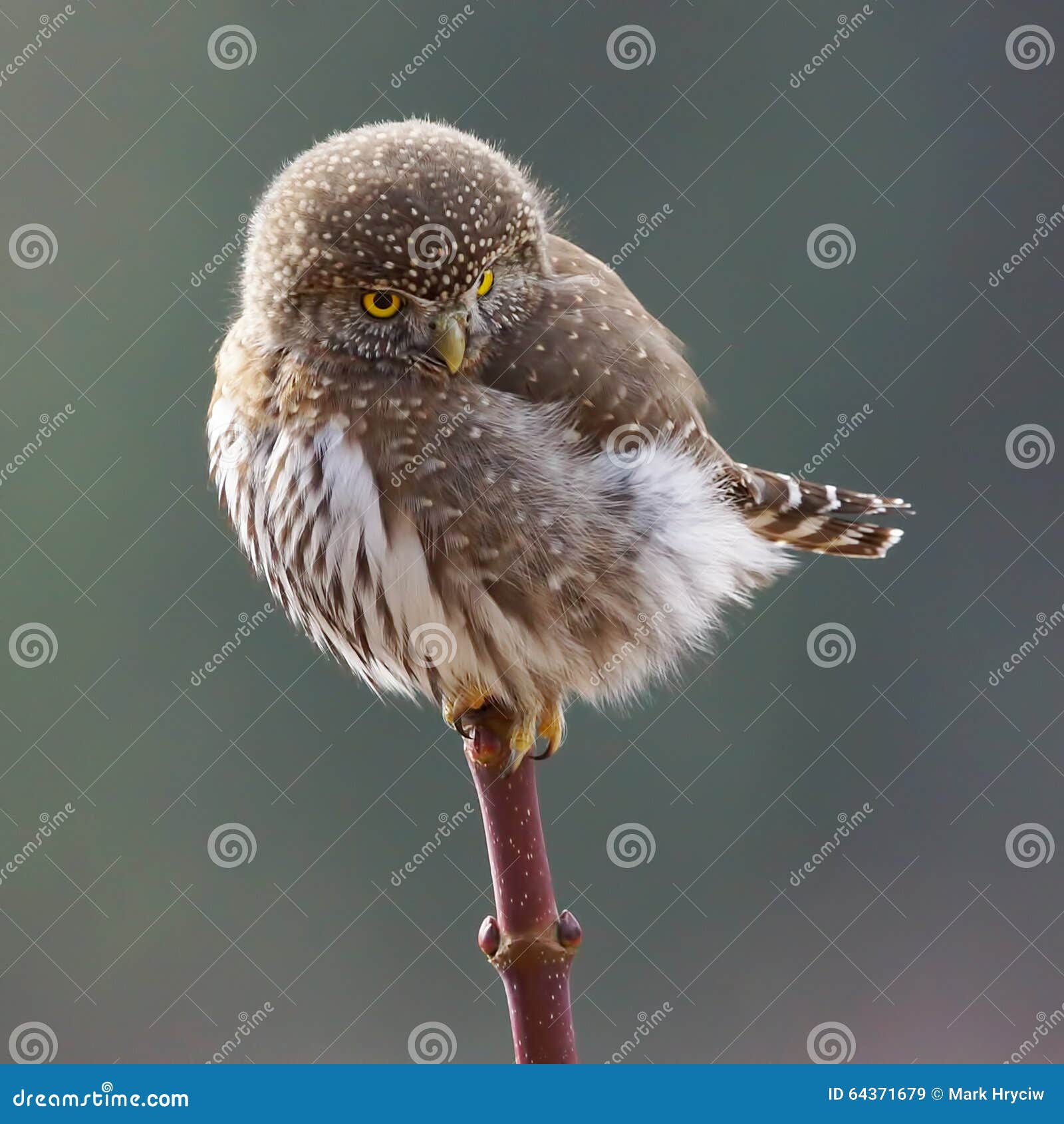 Búho pequeño imagen de archivo. Imagen de bola, plumas - 64371679, image size:1600x1690