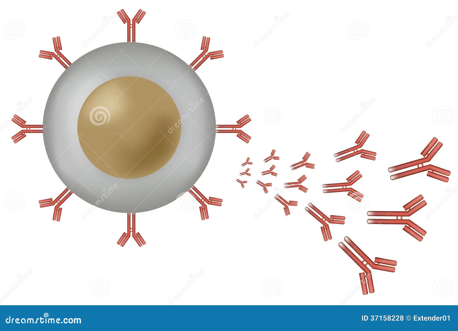 b cell lymphocyte producing antibodies