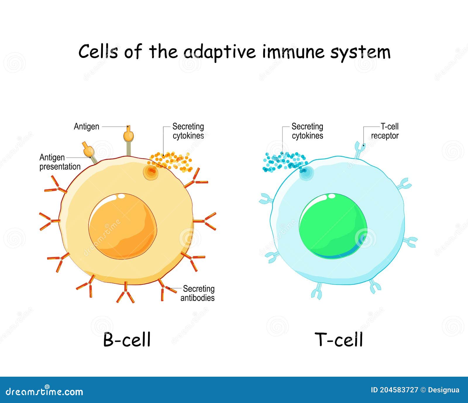 T Lymphocytes Types