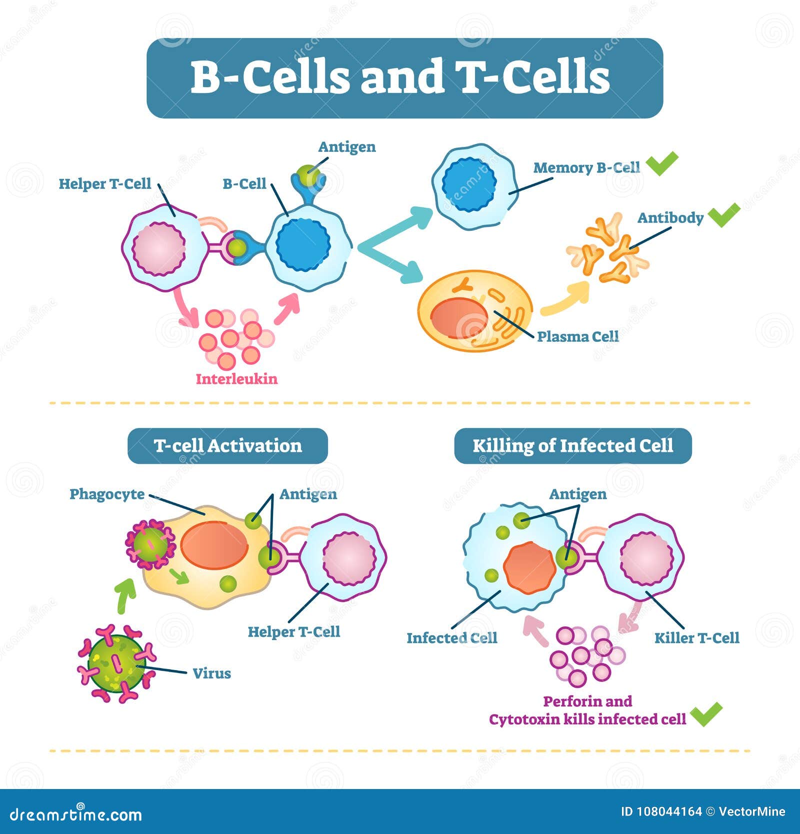 B-cells and T-cells Schematic Diagram, Vector Illustration. Stock Vector -  Illustration of interleukin, immunology: 108044164