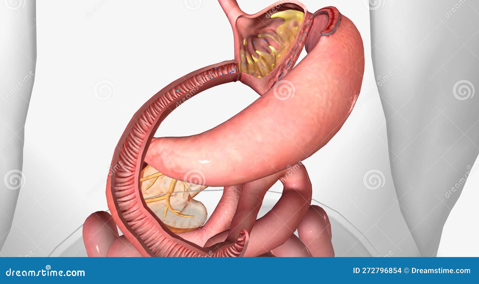 B12 and Intrinsic Factor in the Stomach with Gastric Bypass Stock