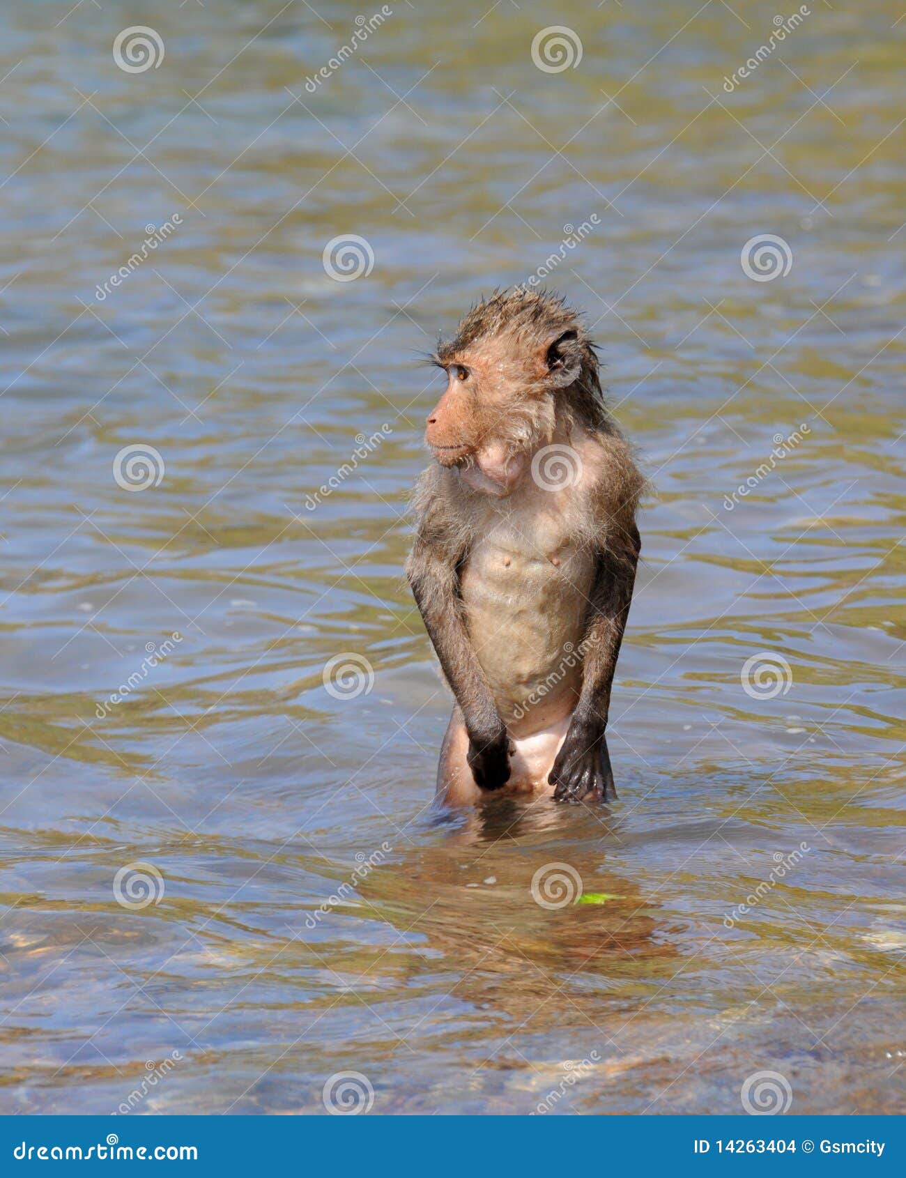 Soportar reptiles Más temprano Baño del mono de Macaque foto de archivo. Imagen de divertido - 14263404