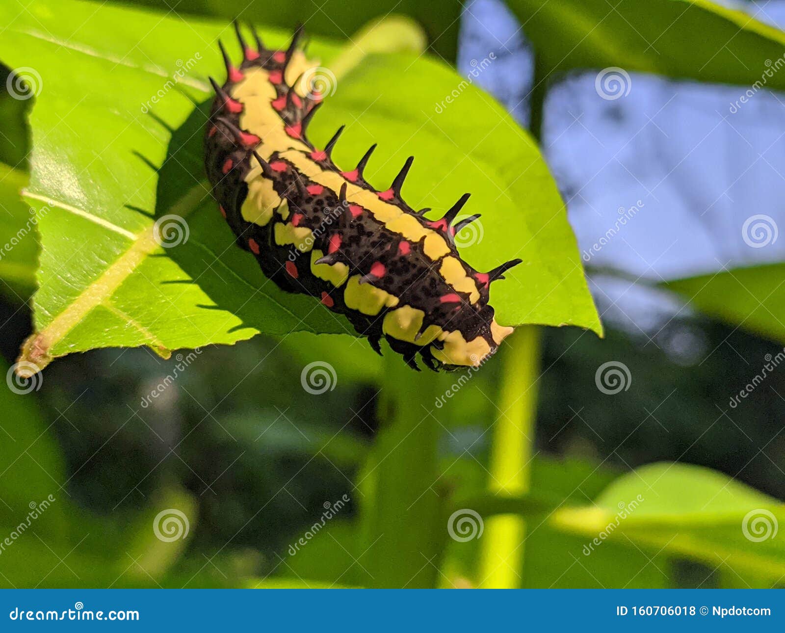 ba quiescent insect pupa  especially of a butterfly or moth in thailand