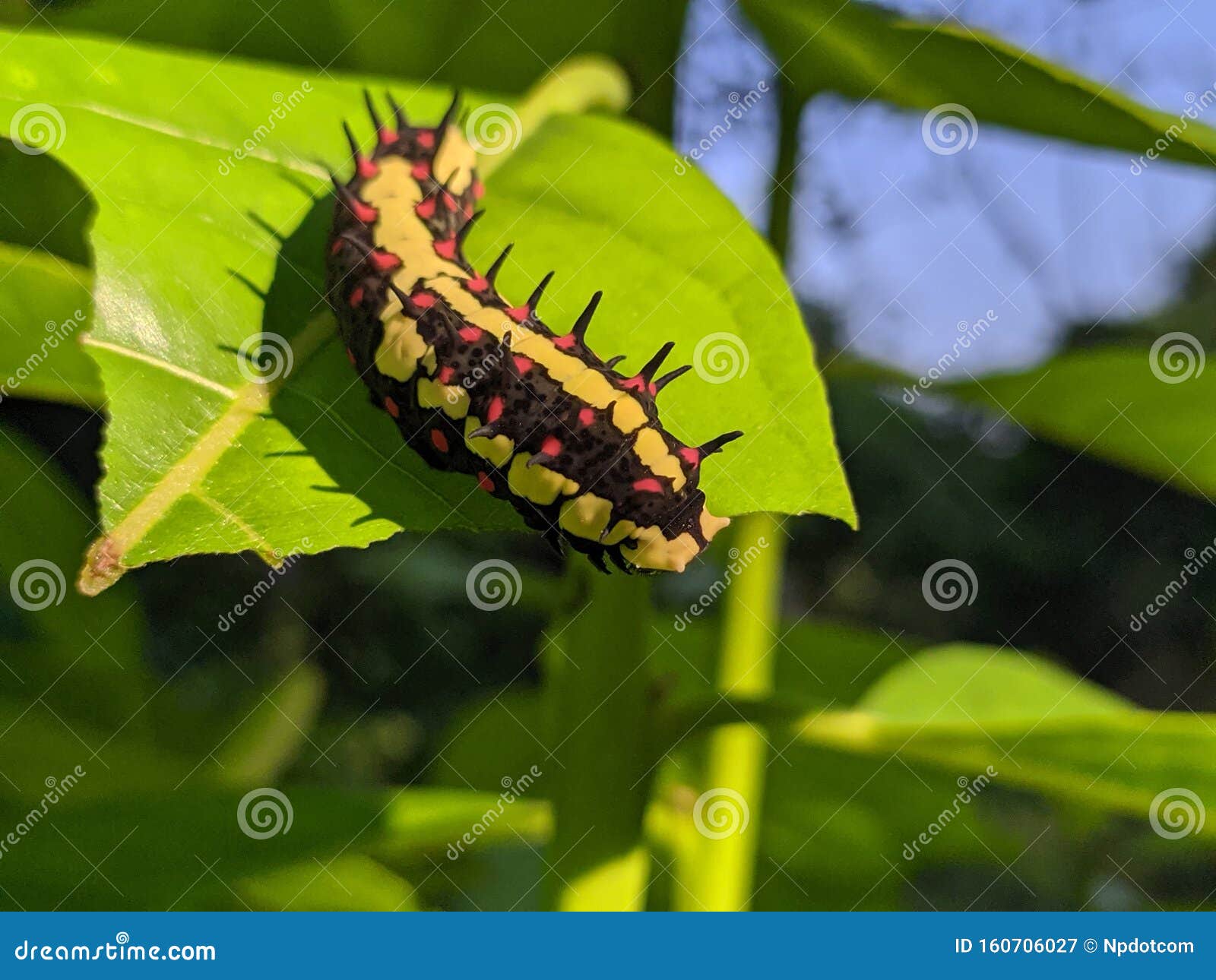 ba quiescent insect pupa  especially of a butterfly or moth in thailand