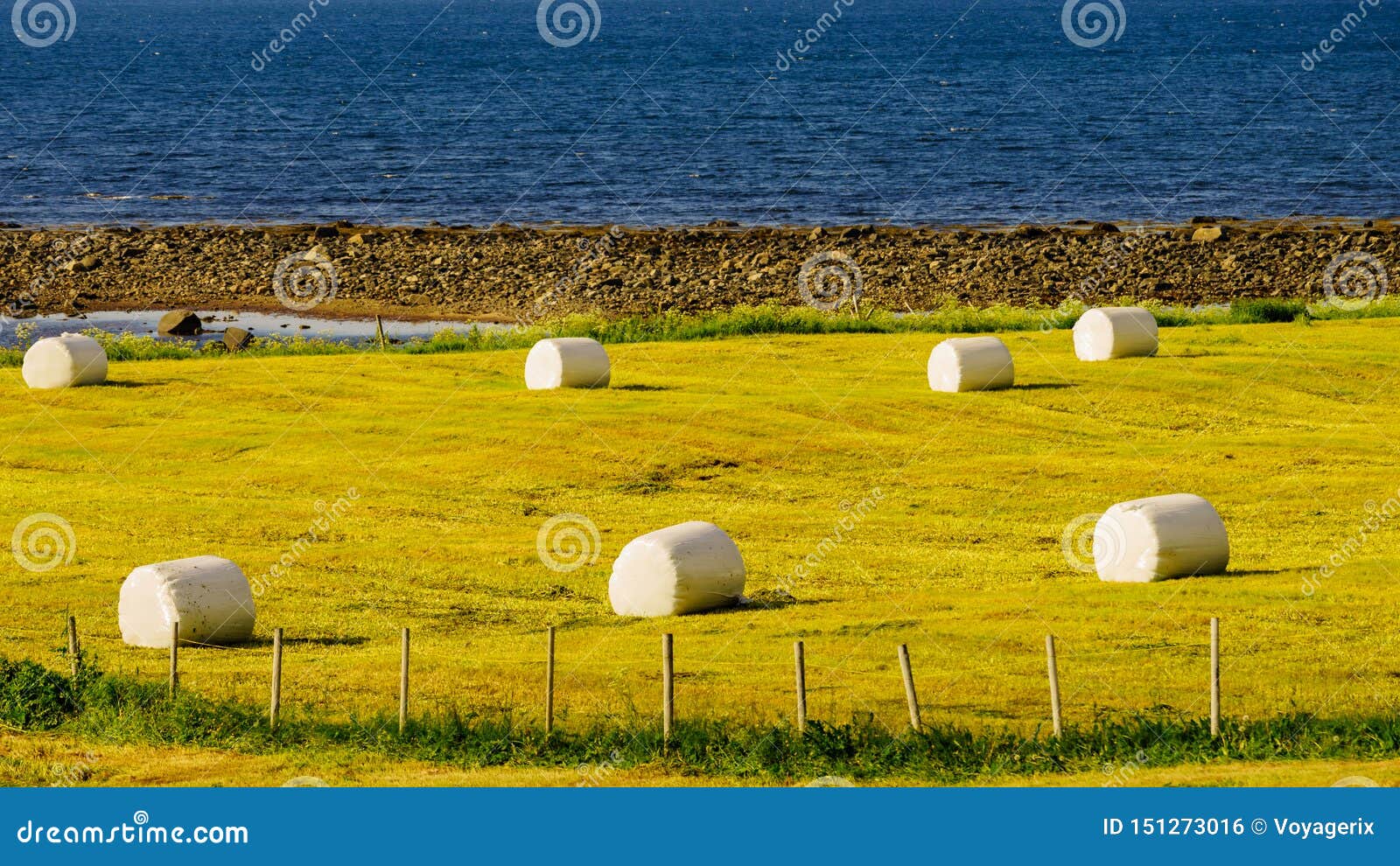 Baal Van in Plastic Wordt Verpakt Dat Foto - Image of ingepakt, landbouwgrond: 151273016