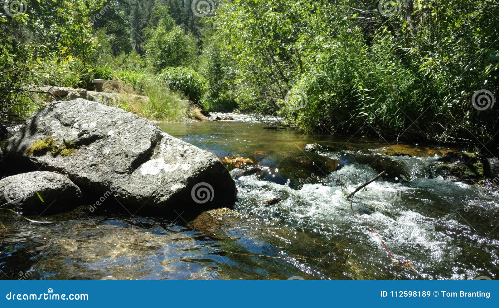 Babbling Brook in the Deep Woods Stock Image Image of front, woods