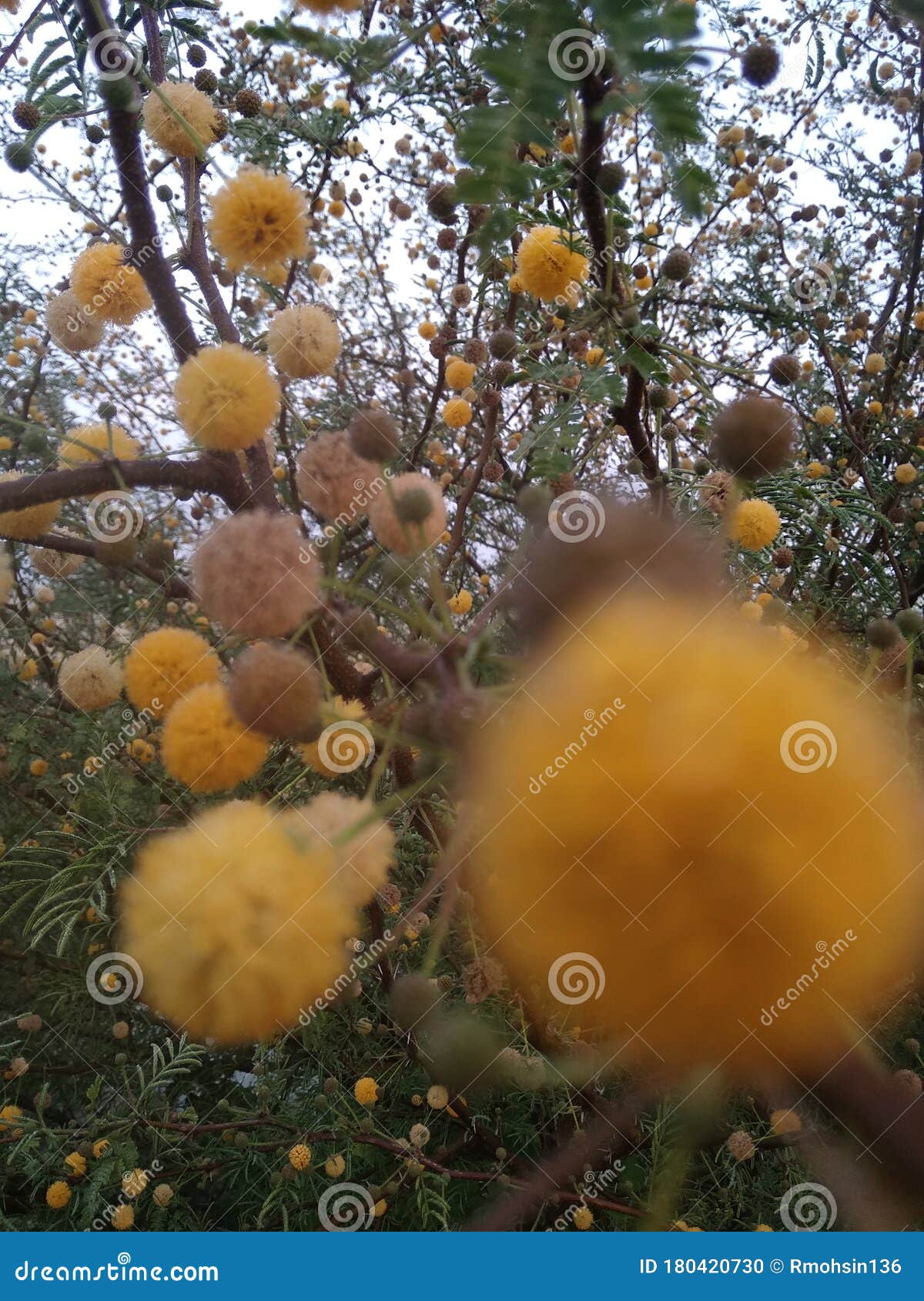 Babool Flower before the Fruits. Stock Photo Image of attraction, fauna 180420730