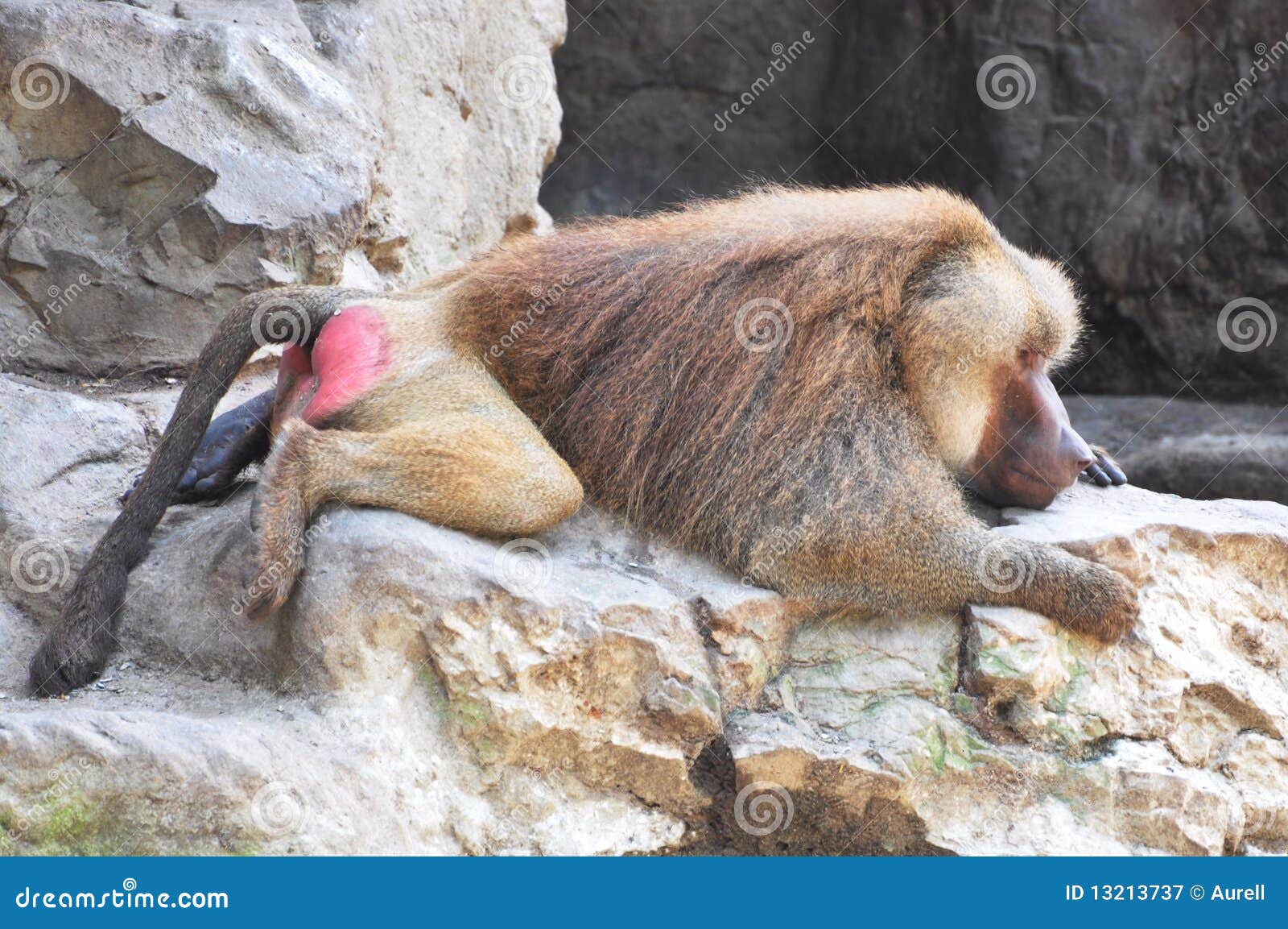 baboon