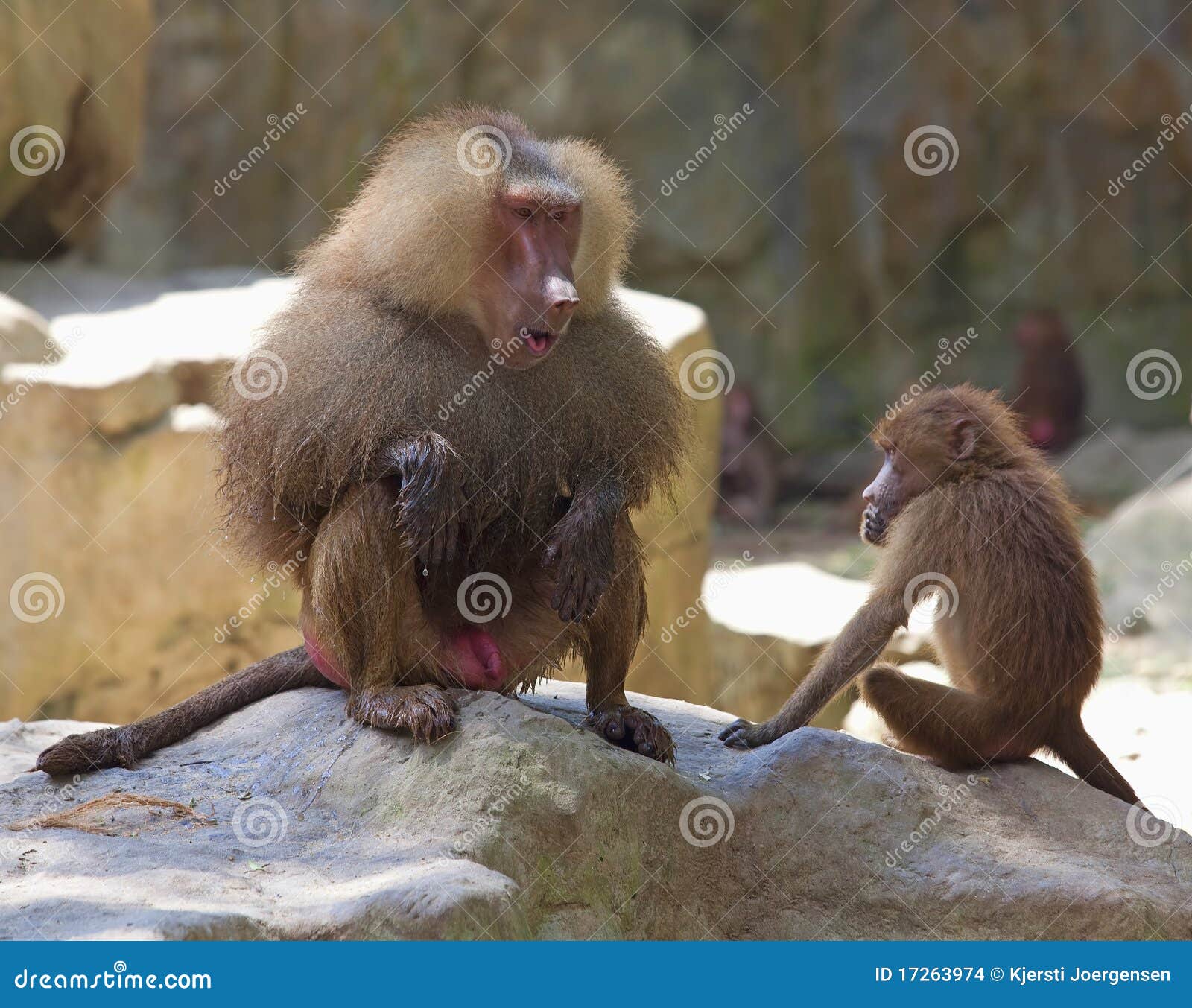 baboon