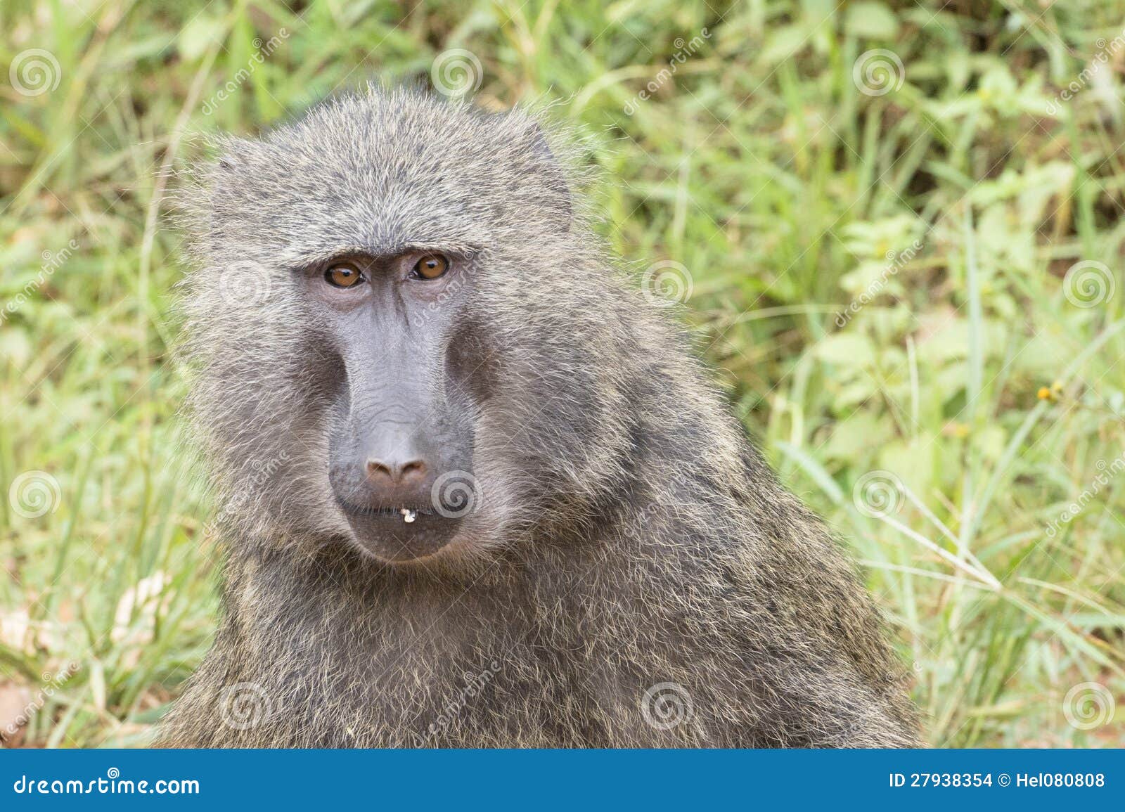 baboon, closeup of adult baboon in kibale nationalpark, uganda, africa