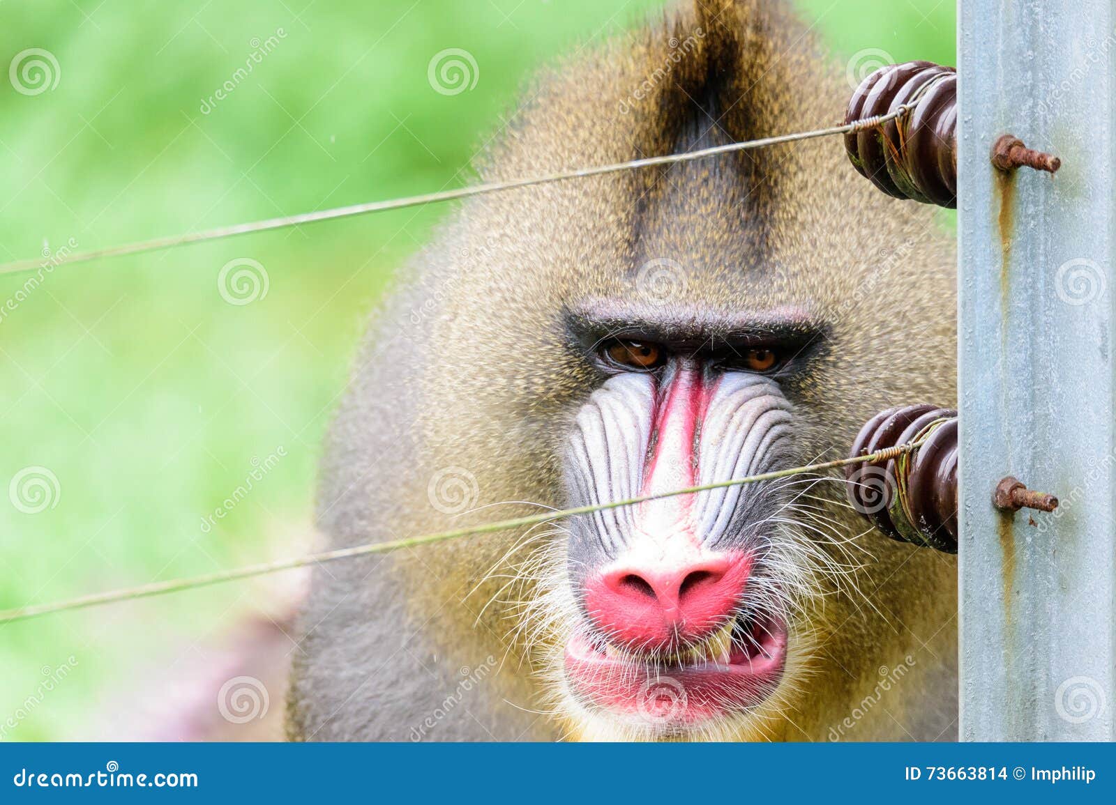 cat backpack with clear bubble