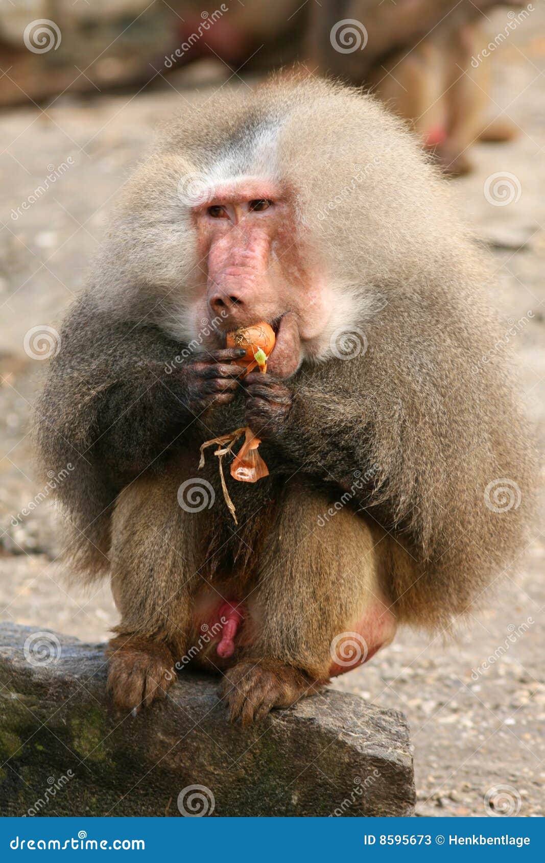 Baboon eating onion stock image. Image of monkey, grey 8595673