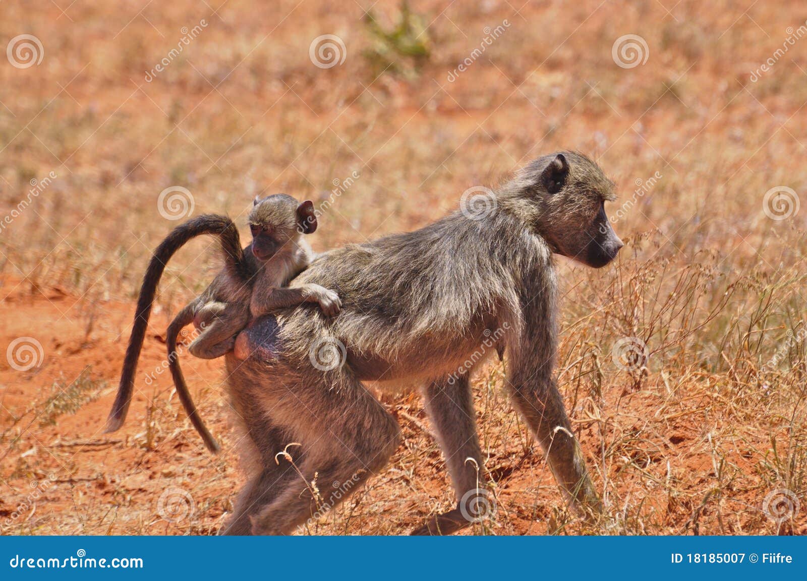 baboon monkey with baby africa