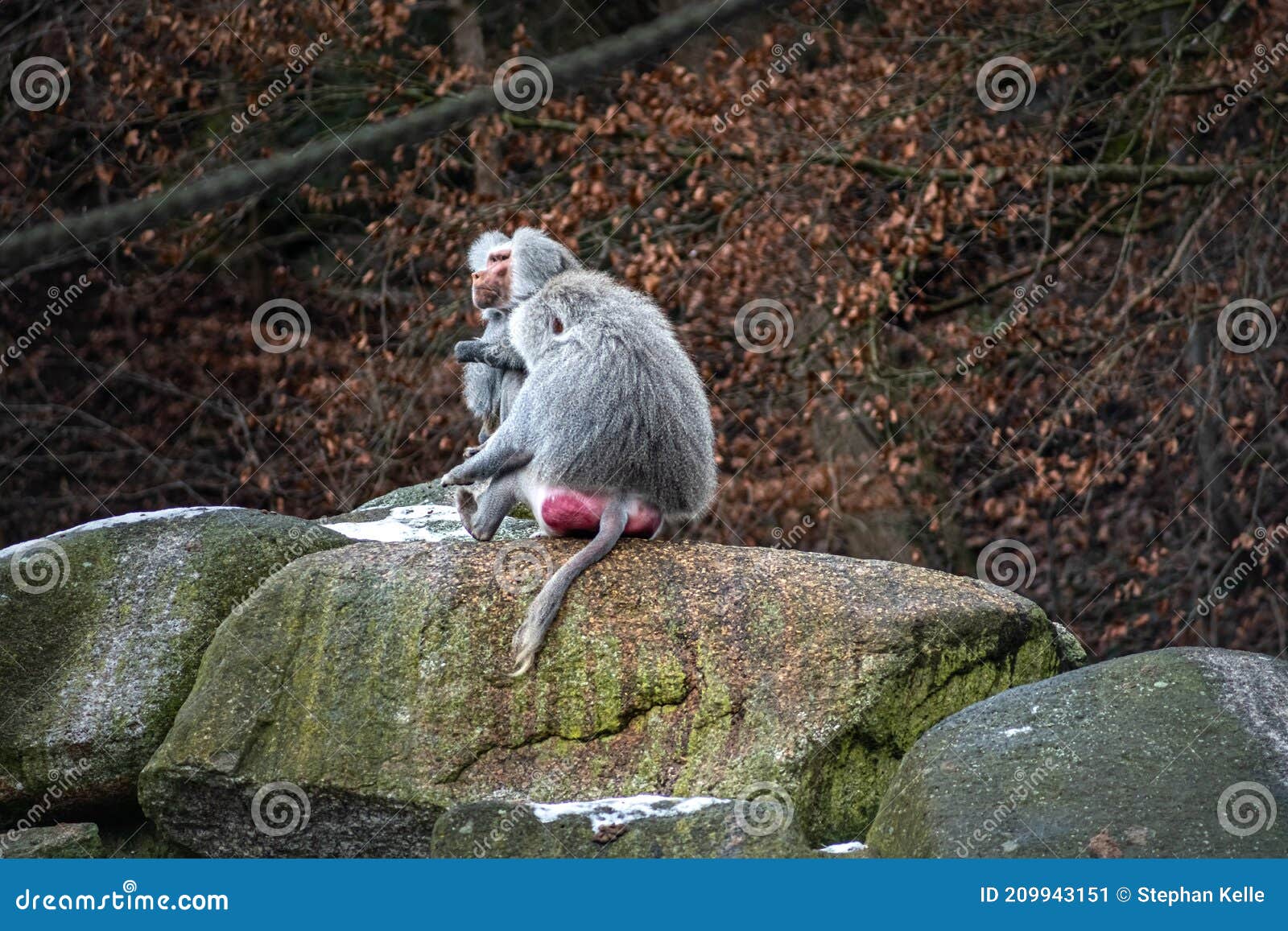 tøjlerne musikalsk Altid Monkey Ass Stock Photos - Free & Royalty-Free Stock Photos from Dreamstime