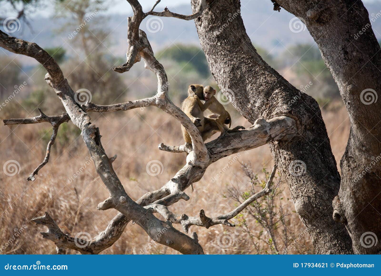 baboon mother and baby