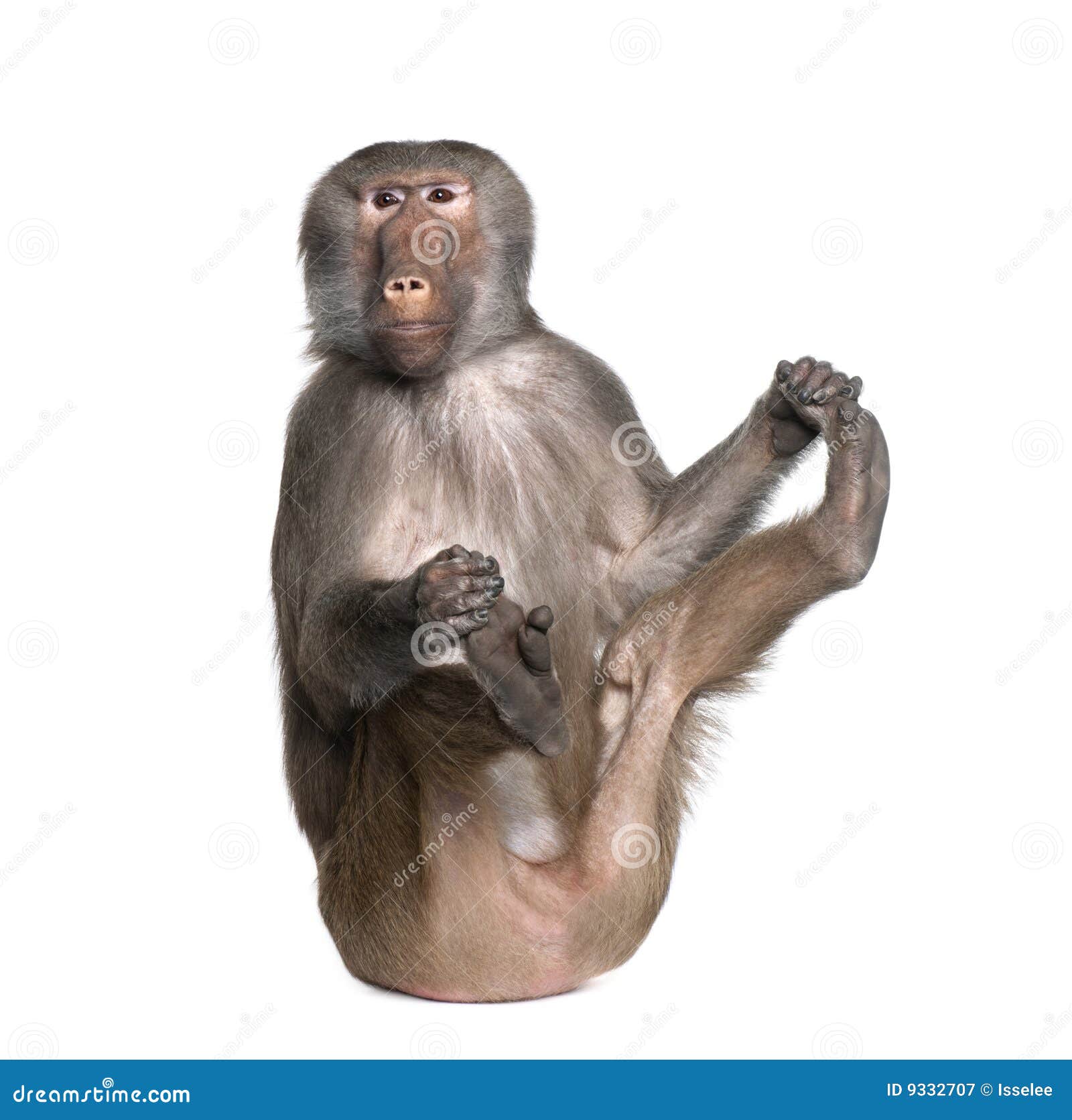 baboon - simia hamadryas