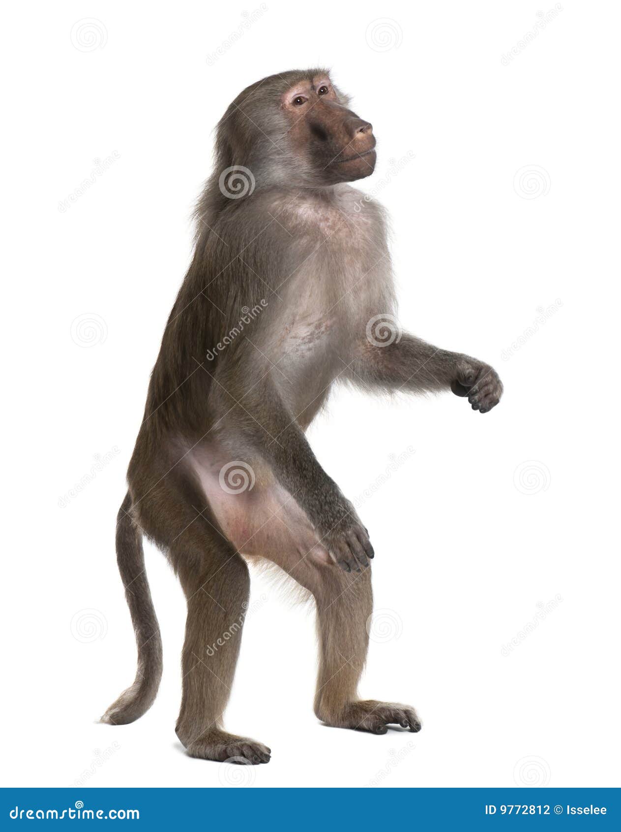 baboon standing up - simia hamadryas