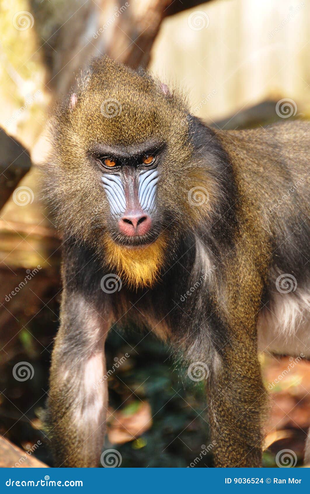 baboon in the sun