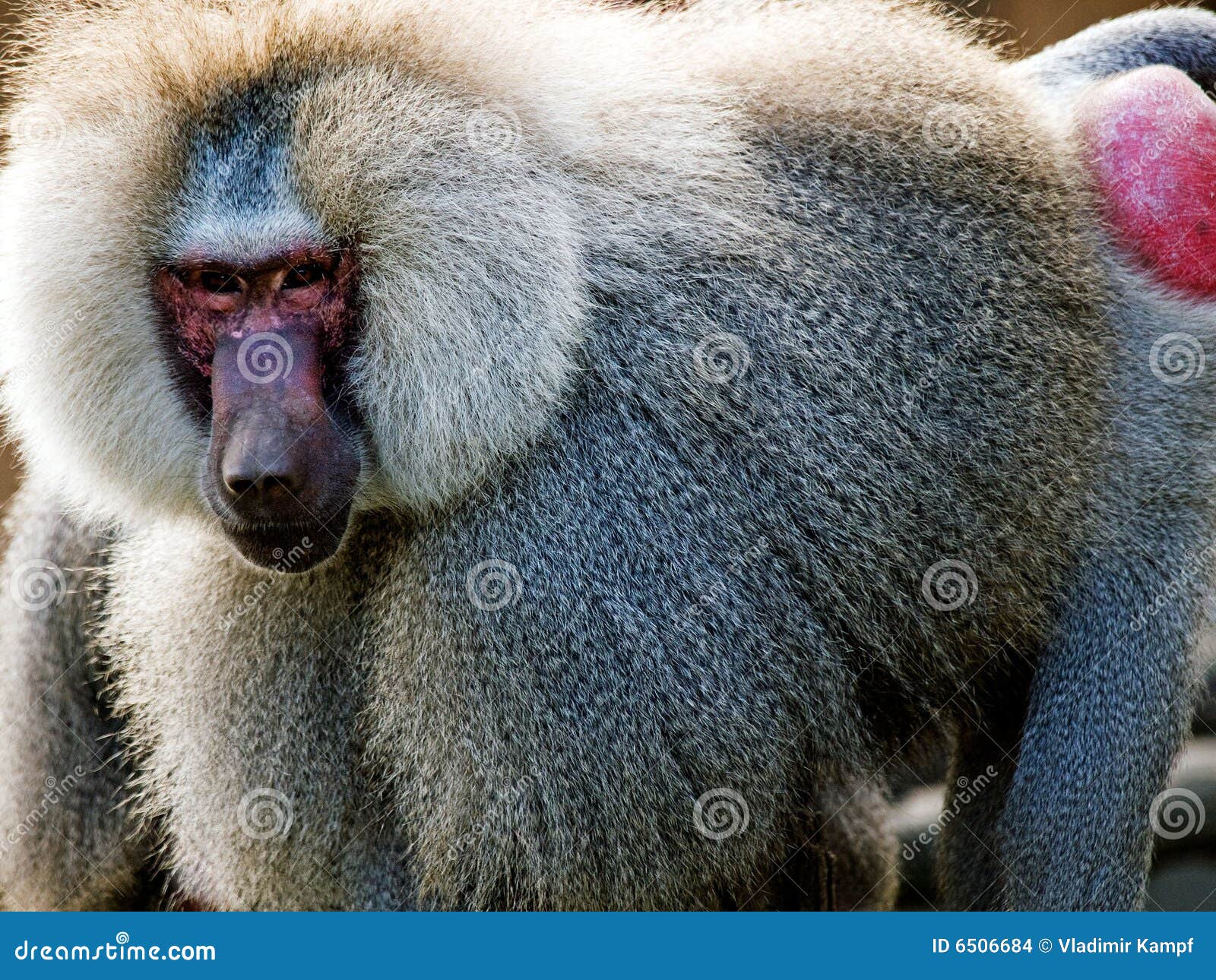 Baboon zoo gyor stock photo. Image of animals, captivity 6506684