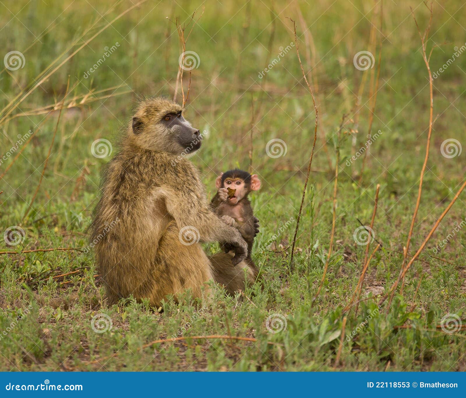 Baboon φύλλο chacma μωρών. 4 100 baboons σύνδεσαν το αφιερωμένο cynocephalus θηλυκό chacma ομαδοποιούν σκληρά κοινωνικό το τους papio μητέρων διαβίωσης ατόμων στο ursinus πολύ νέο