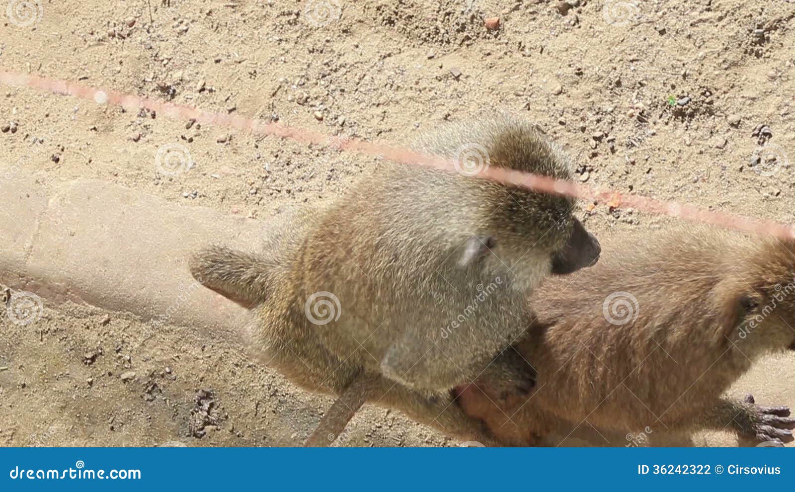 Baboons Having Sex Stock Footage Video Of Humor Primate 36242322 