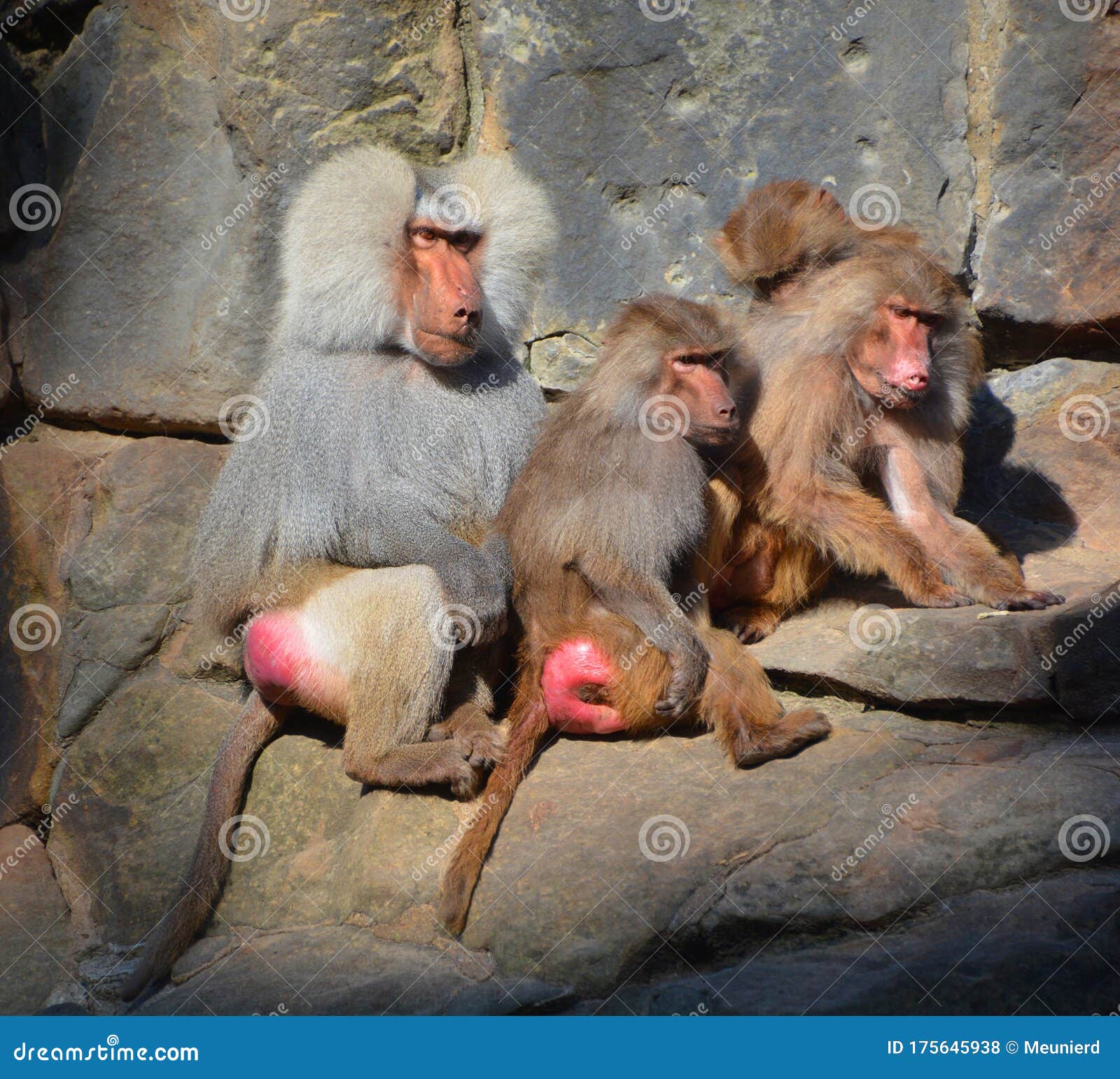 baboons are old world monkeys belonging to the genus papio