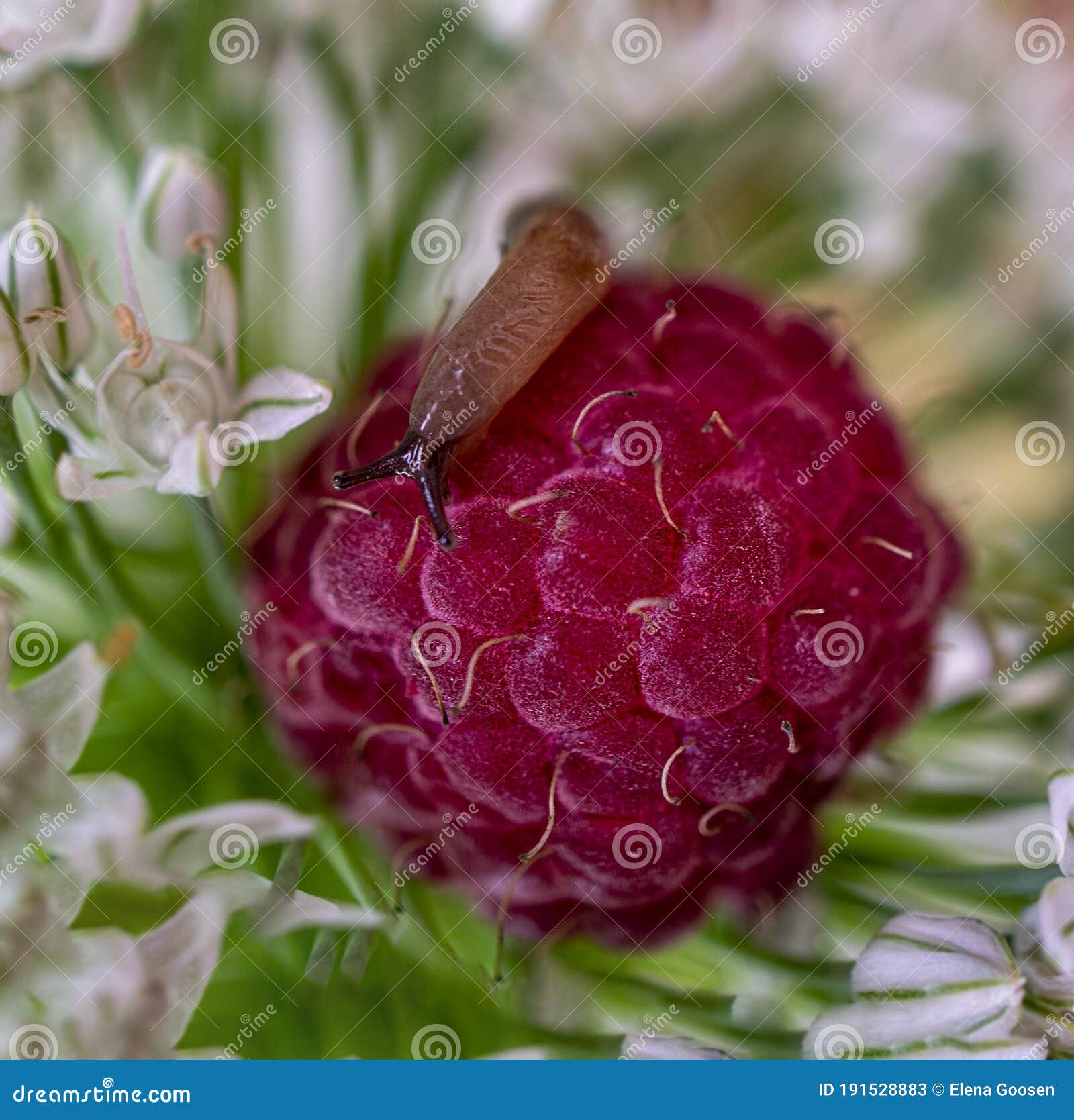 Babosa Pequeña Sobre Frambuesas Enclavada Entre Flores Blancas Imagen de  archivo - Imagen de planta, travieso: 191528883