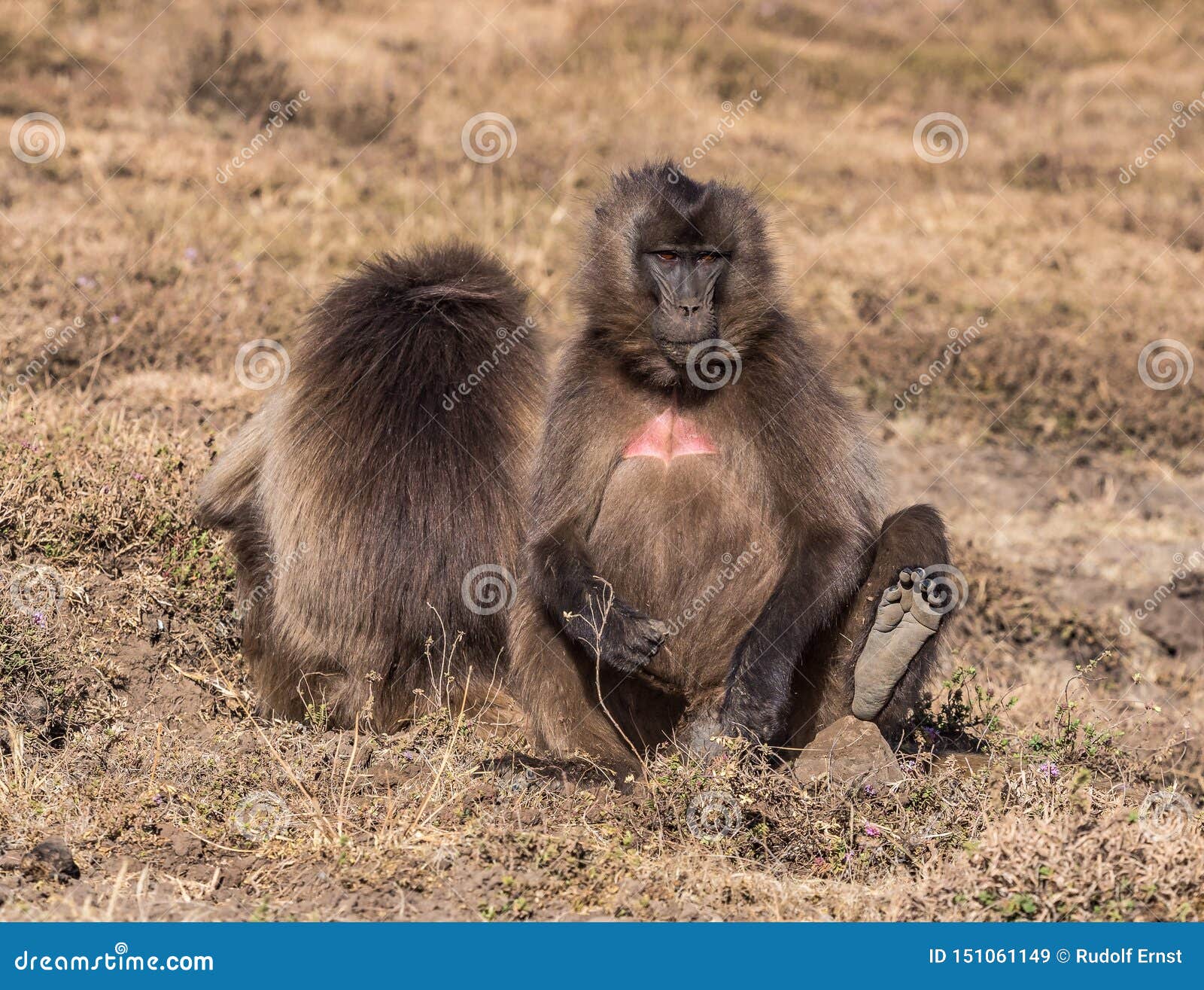 Babouin de Gelada - gelada de Theropithecus Montagnes de Simien en Ethiopie. Gelada de Theropithecus de babouin de Gelada Parc national de montagnes de Simien Geladas sont de grands primats habitant en Ethiopie seulement l'afrique