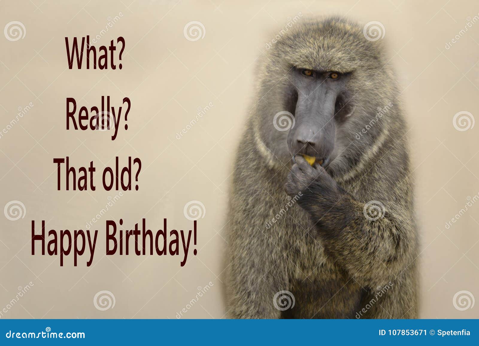 Joyeux Anniversaire De Singe Photos Libres De Droits Et Gratuites De Dreamstime Joyeux Anniversaire De Singe Photos Libres De Droits Et Gratuites De Dreamstime