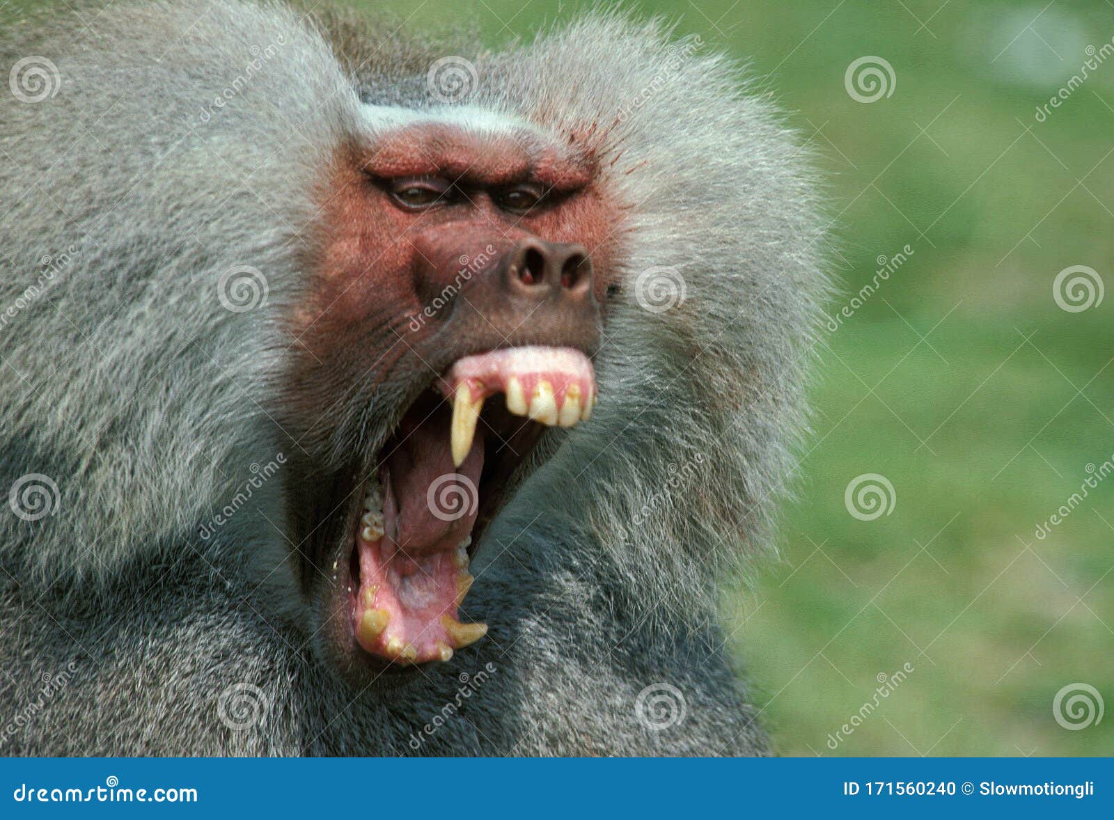Babouin Hamadryas Papio Hamadryas Stock Photo Image Of Three Portrait