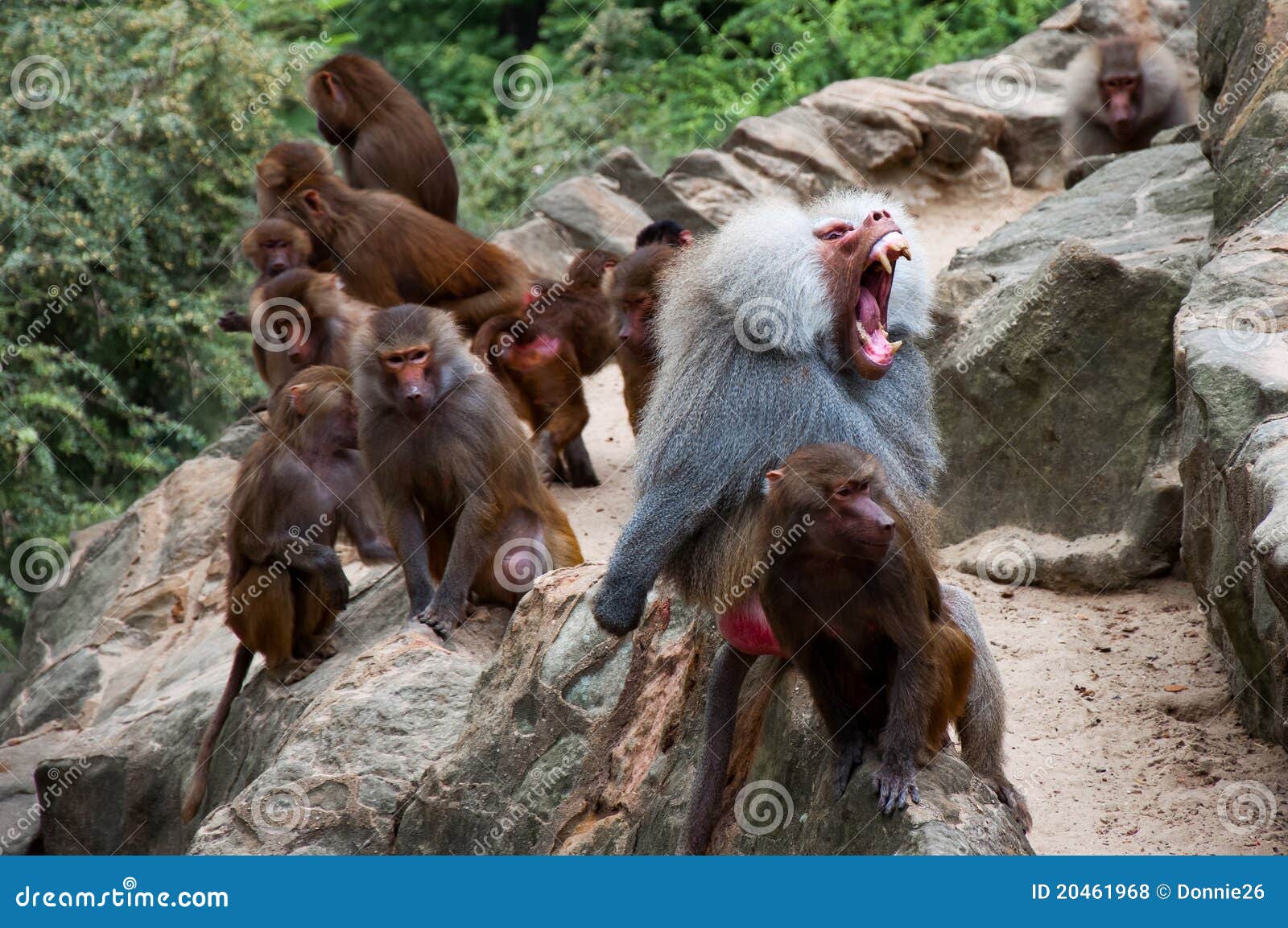 275 Fotos de Stock de Macaco Feio - Fotos de Stock Gratuitas e Sem Fidelização a partir da Dreamstime