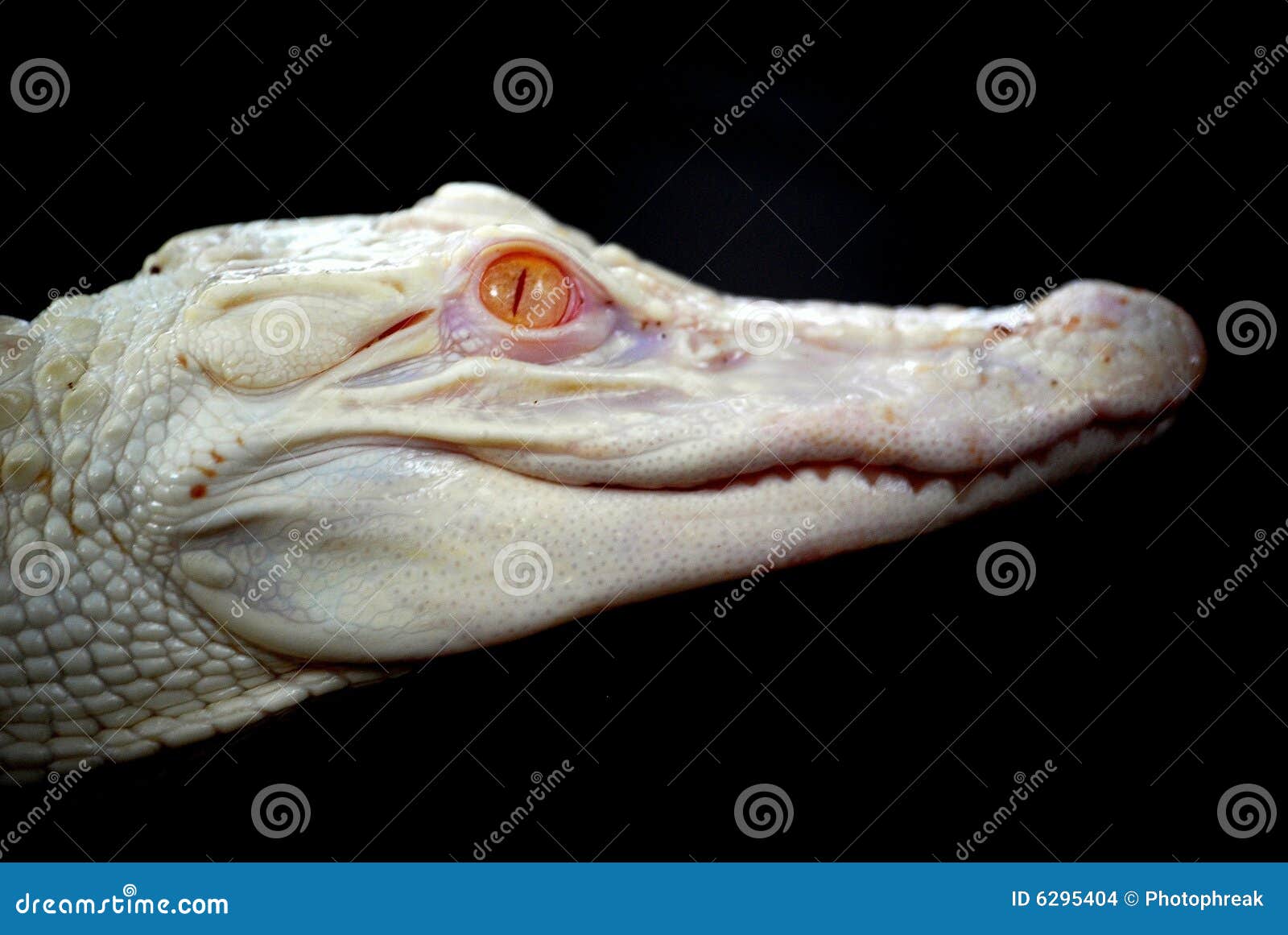 baby albino alligator