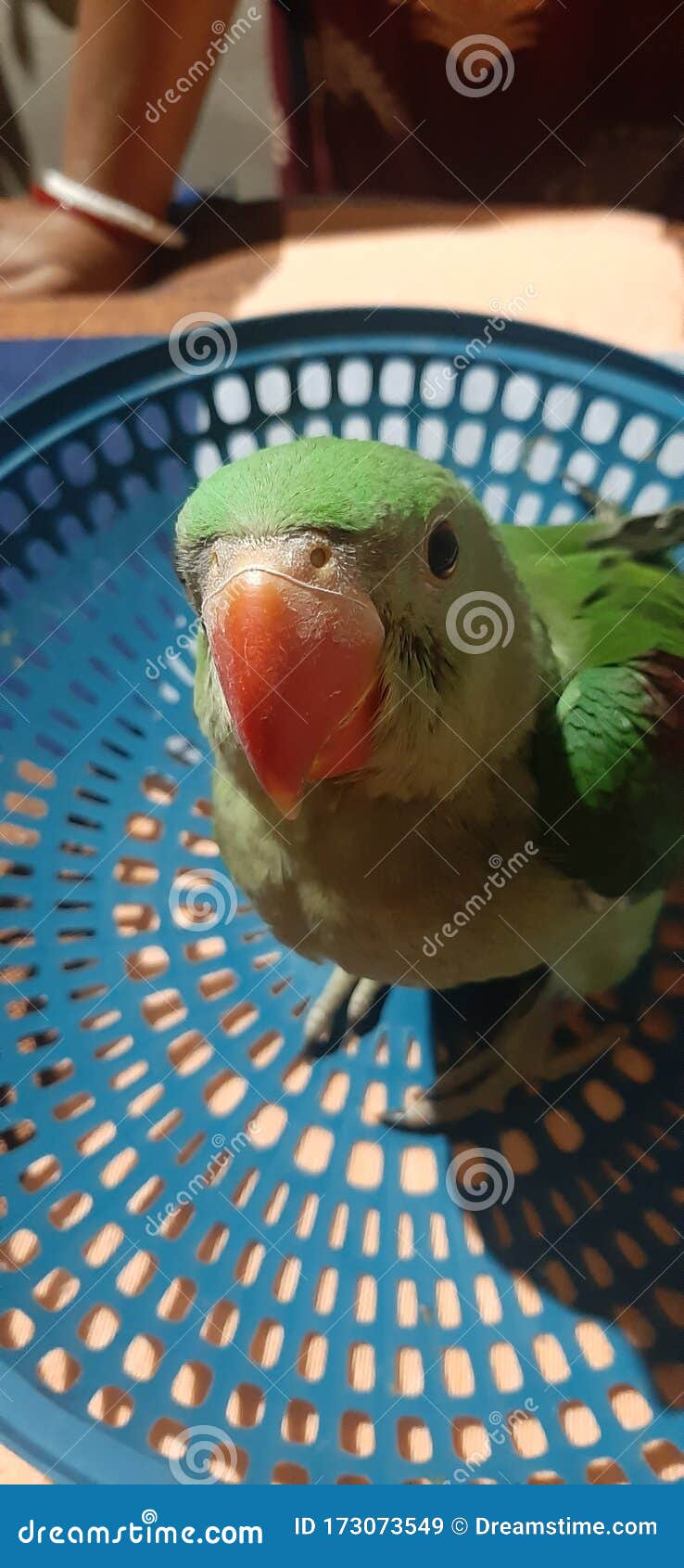 Baby Alexander parrot stock image. Image of speak, birdthey 173073549