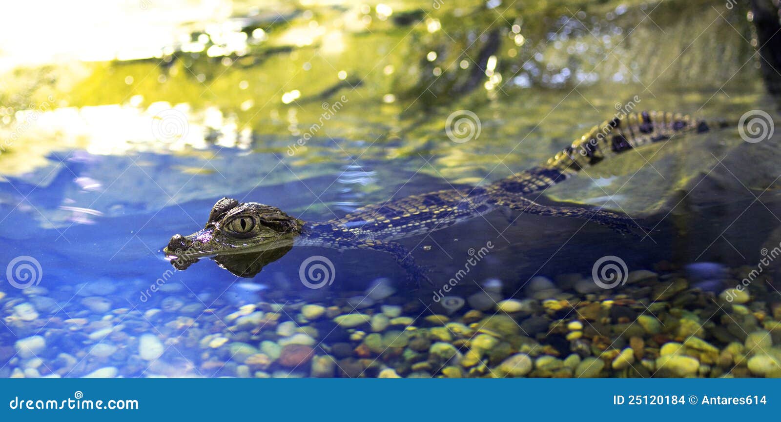 Baby alligator stock photo. Image of terrarium, baby 25120184